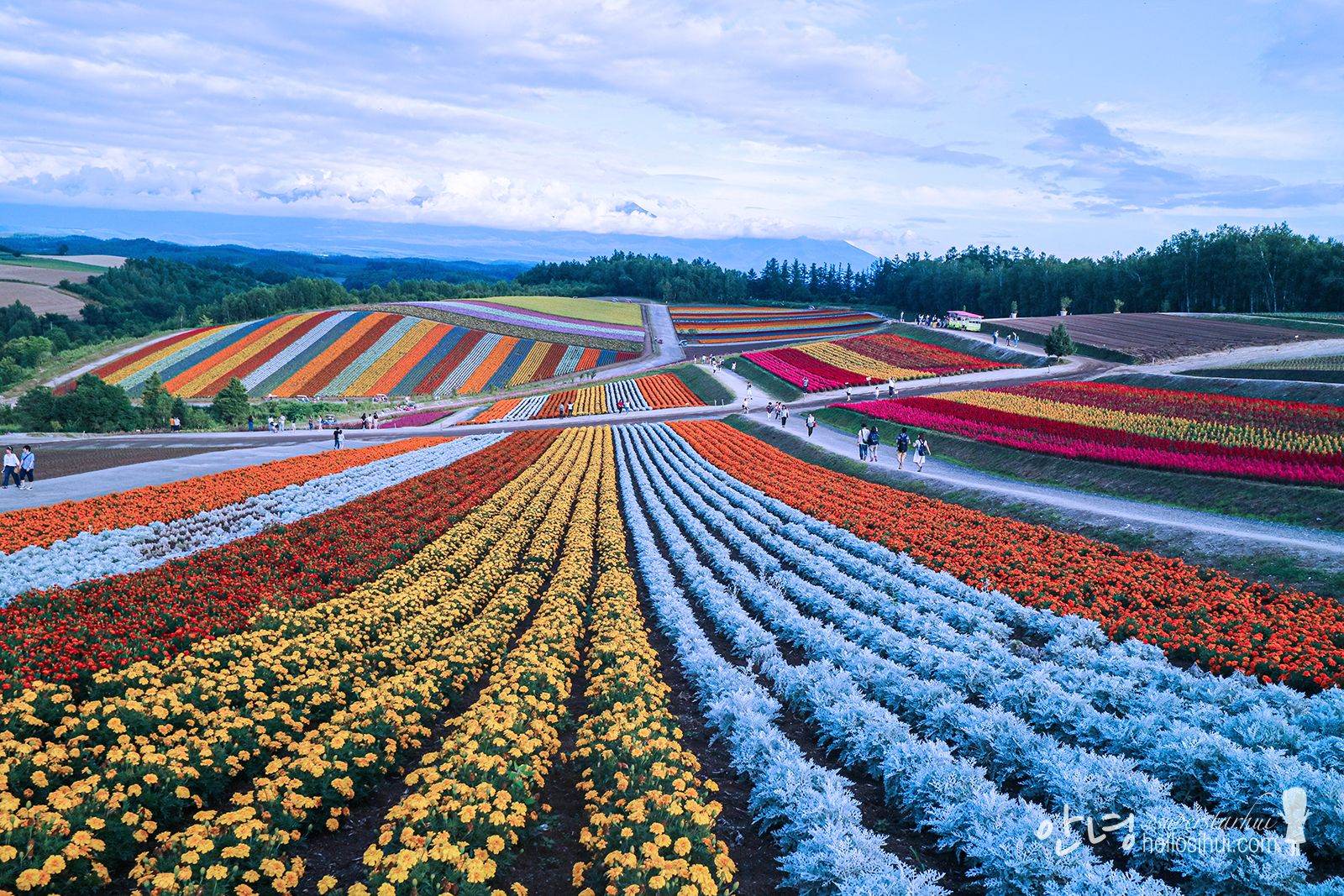 Shikisai No Oka Flower Garden Wallpapers - Wallpaper Cave