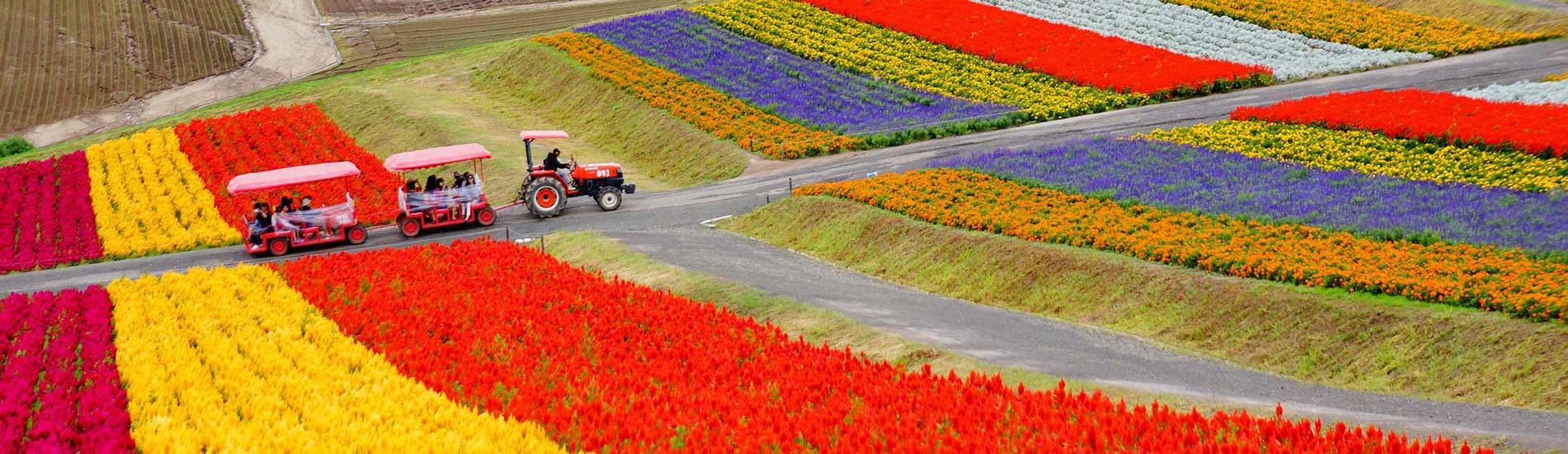 Island of Hokkaido (Summer) 2021 Days. Lavender Season. Supera by Travelers for Travelers