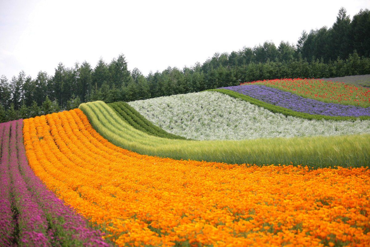 Beautiful Flower Farms in Furano and Biei