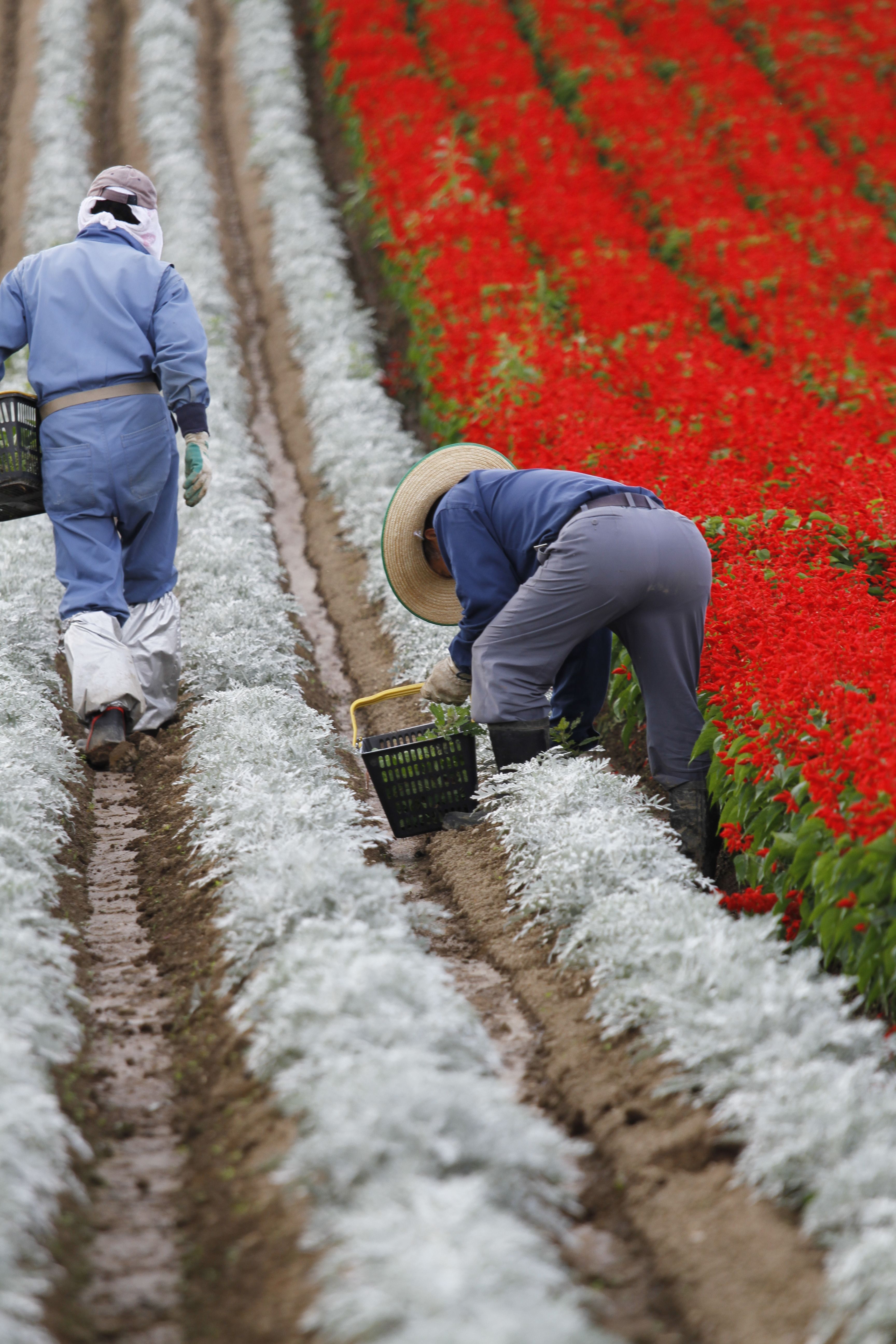 Hokkaido, Shikisai no Oka, august