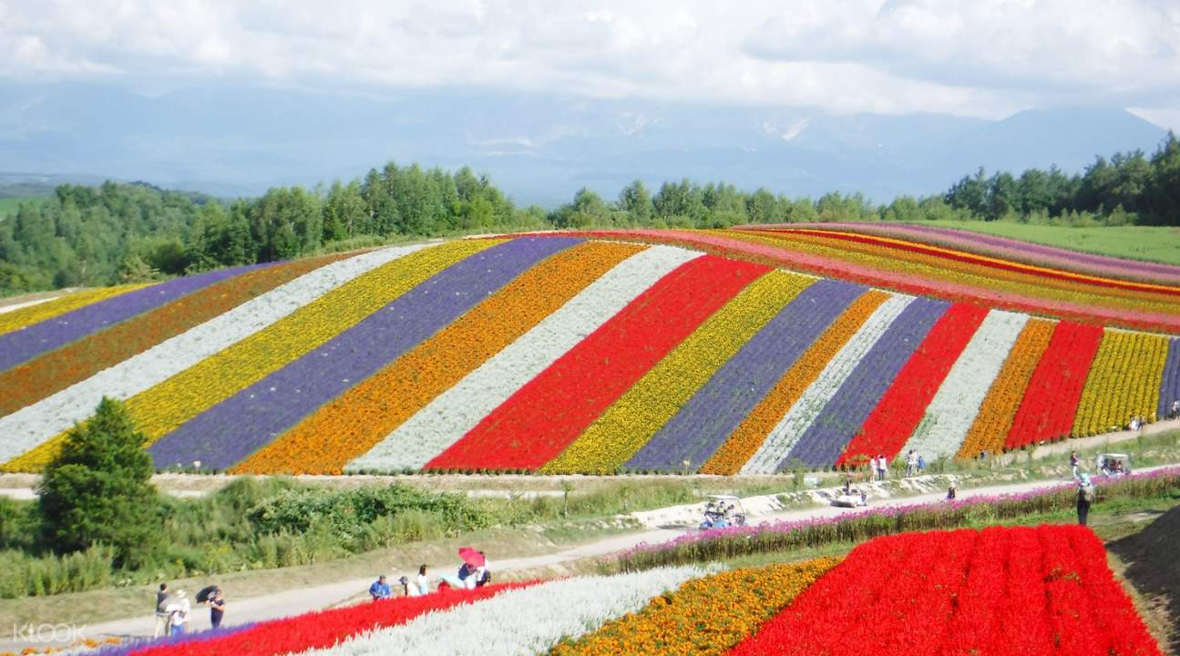 Hokkaido Farm Tomita, Shikisai No Oka, And Blue Pond Day Tour, Japan