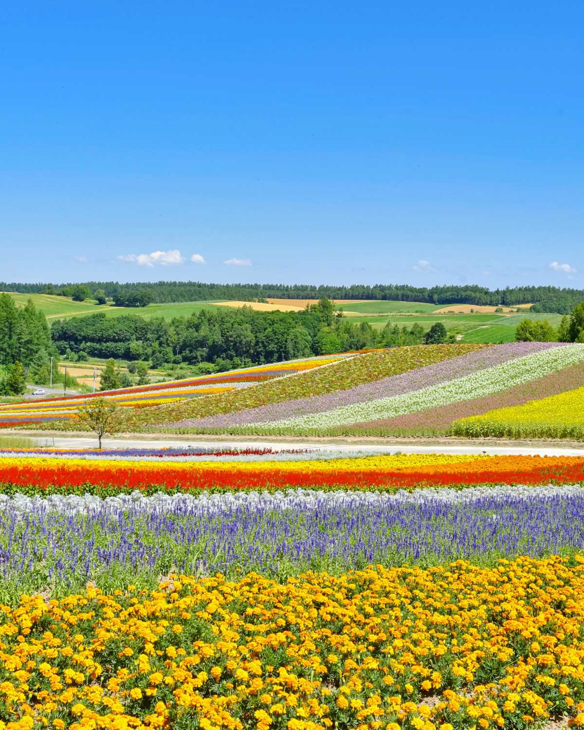 Instagenic! The Rainbow Flower Scenery As A Main Tourist Spot In Biei, Hokkaido. Review of Panoramic Flower Gardens Shikisai no Oka
