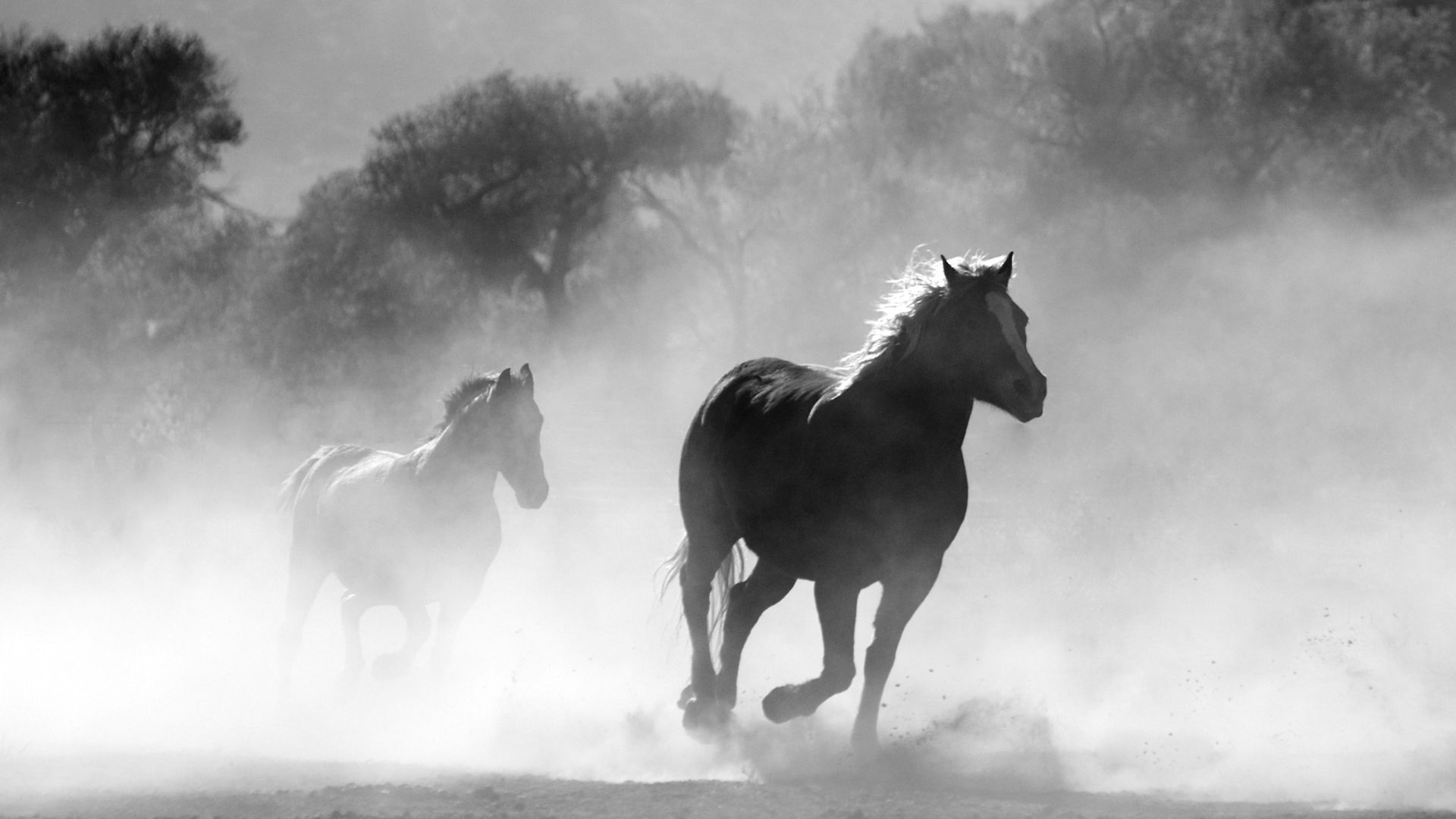 Black and White Horse Wallpaper Free Black and White Horse Background