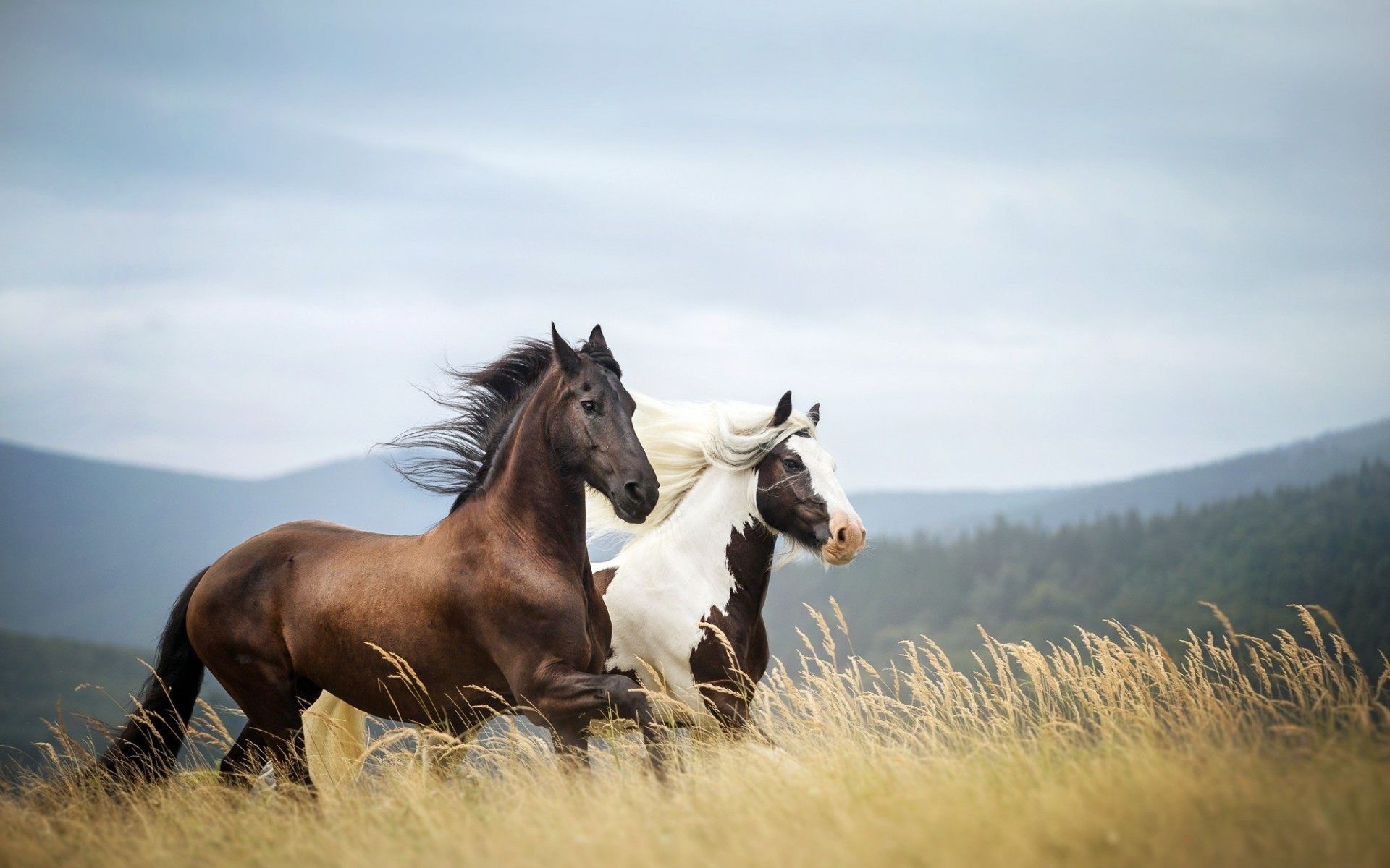 Wild Horses Wallpaper In The Mountains HD Wallpaper