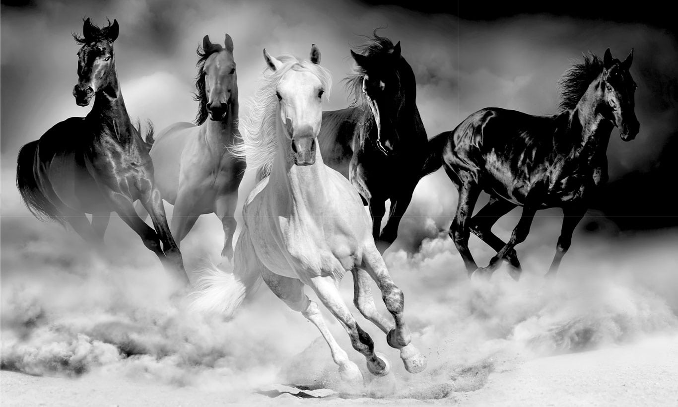 Wild Horses Black and White Wallpaper Mural