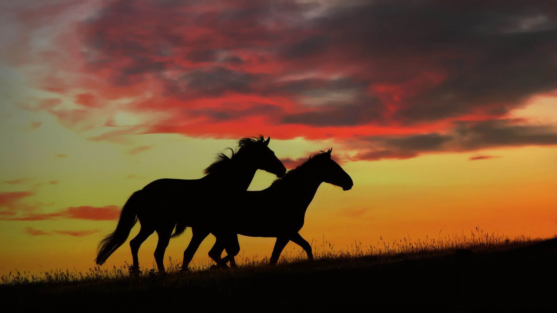 Wild Horses Running Wallpaper