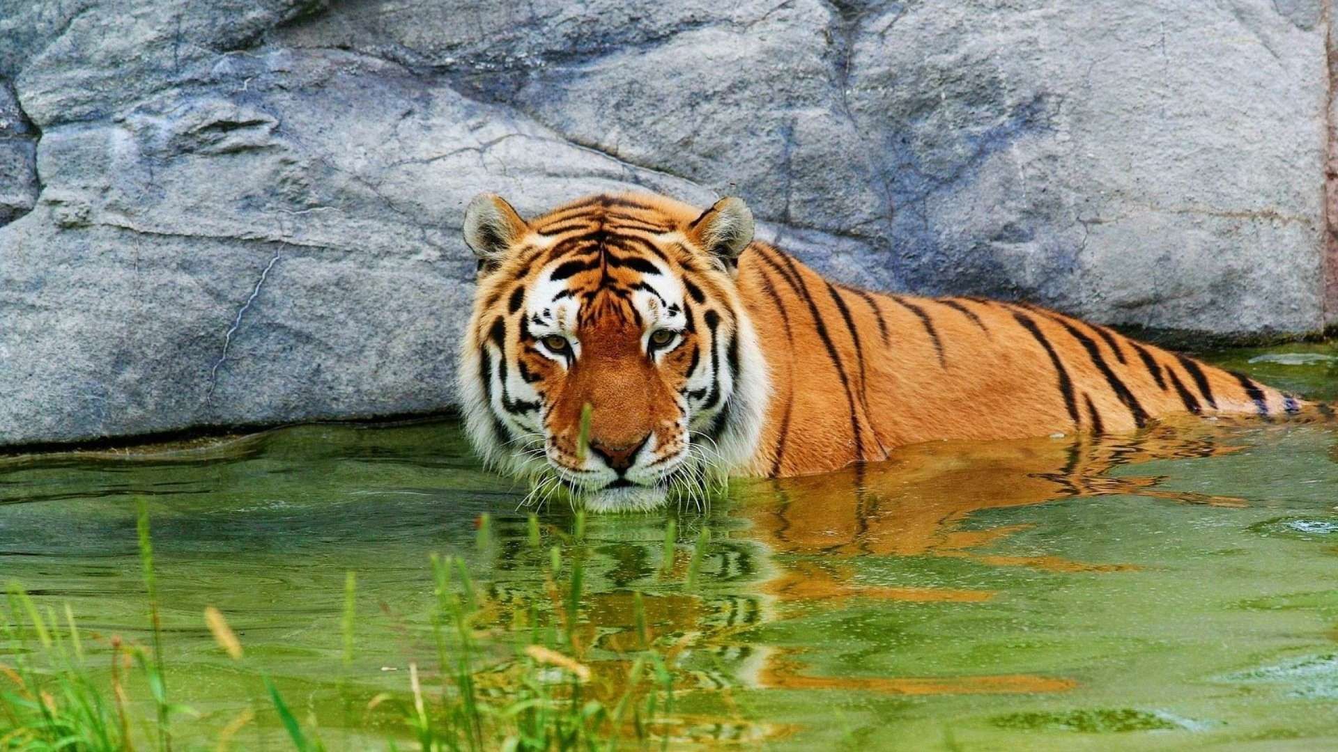 South china tiger HD free download wallpaper. Tiger in water, Tiger wallpaper, Most endangered animals