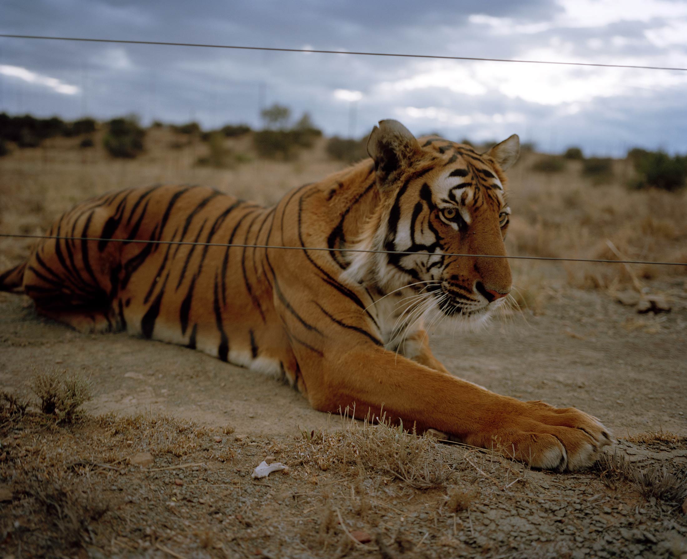 The South China Tiger Is Functionally Extinct. Stuart Bray Has 19 of Them