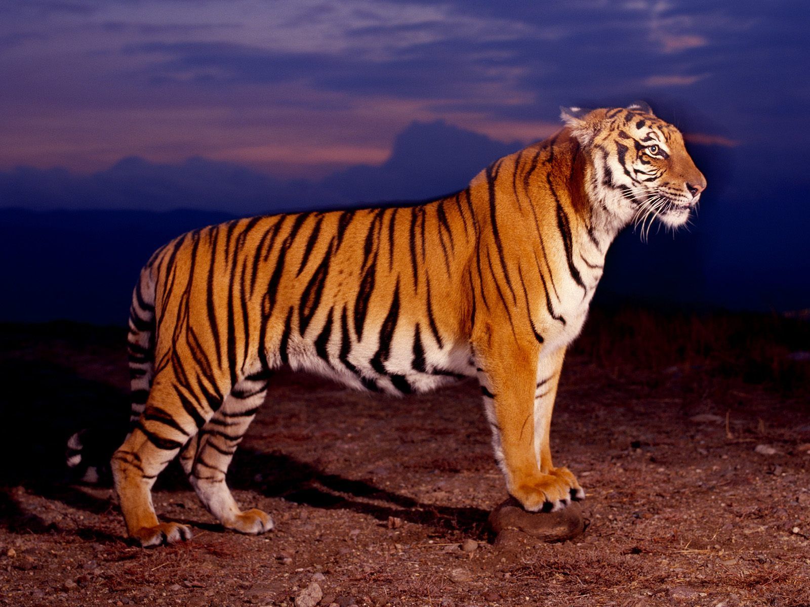 Animated Tiger Image. Tiger picture, Tiger image, Tiger wallpaper