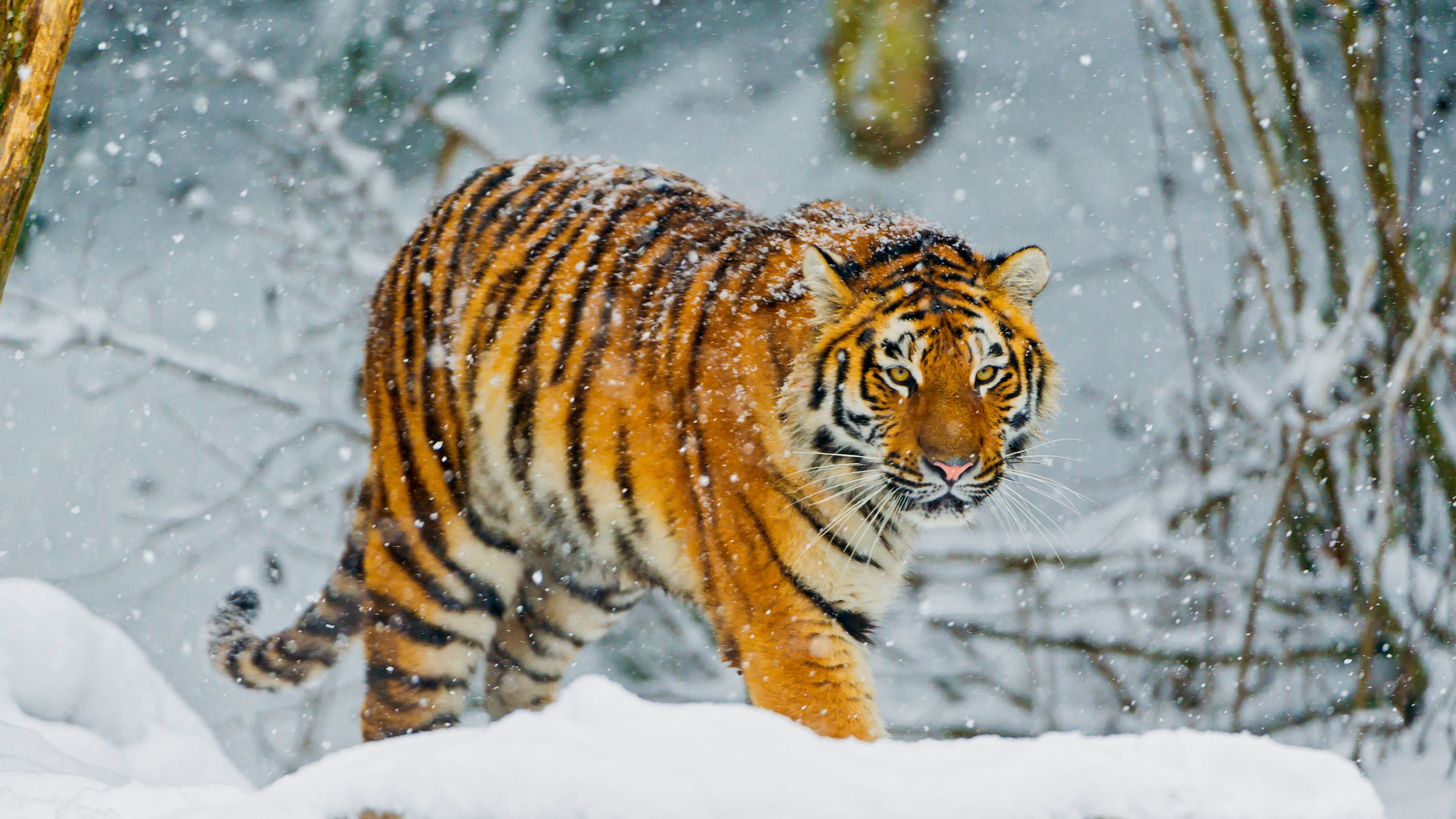 Bengal tiger HD Wallpaper & Background