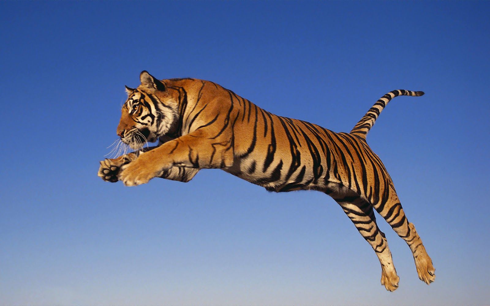 Flying Tiger Wallpaper