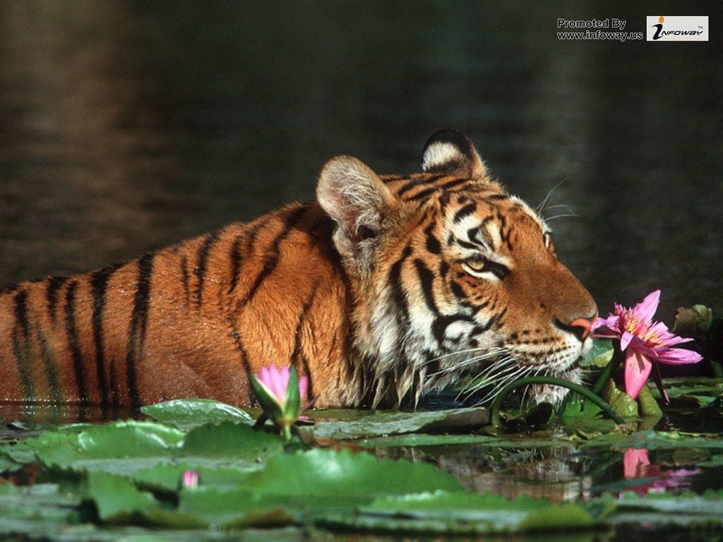 tiger wallpaper HD bengal tiger wallpaper for desktop