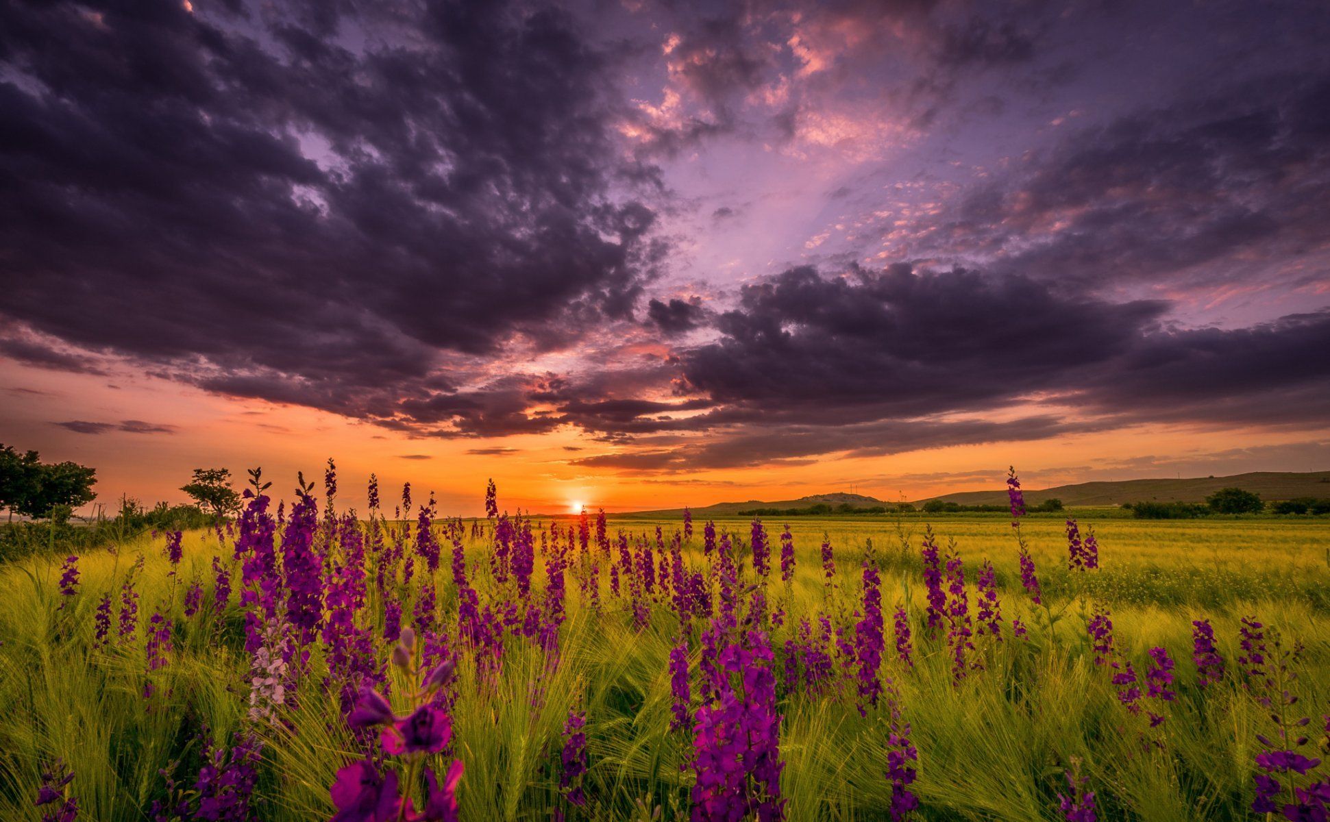 Gallery For Gt Summer Night Sky Wallpaper Flowers And Sunset HD Wallpaper