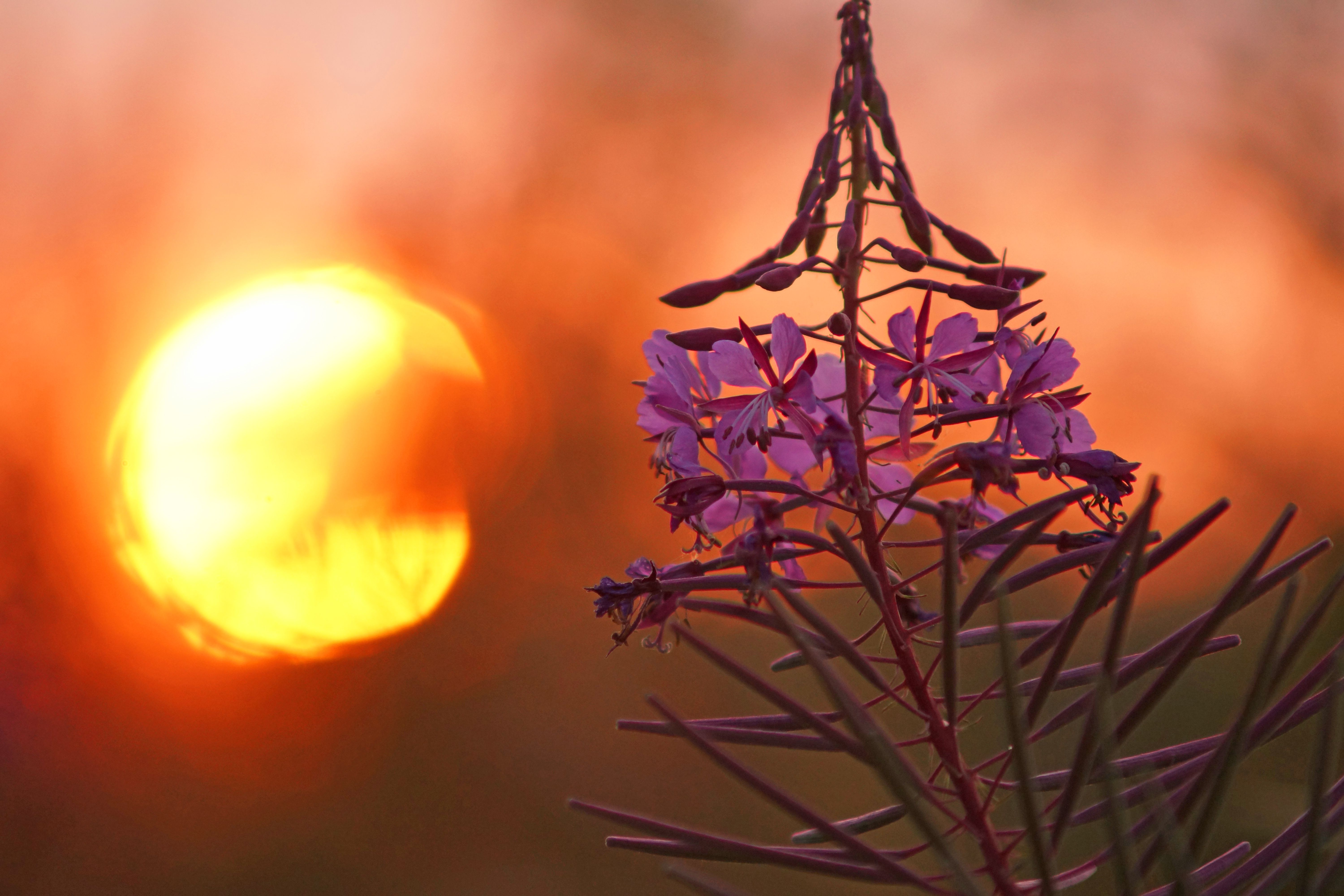 Wallpaper, flowers, sunset, wild, summer, Sun, flower, colour, macro, nature, lowlight, bokeh, Sony, august, late, alpha, colouful, southyorkshire, laughtonenlemorthen 6000x4000
