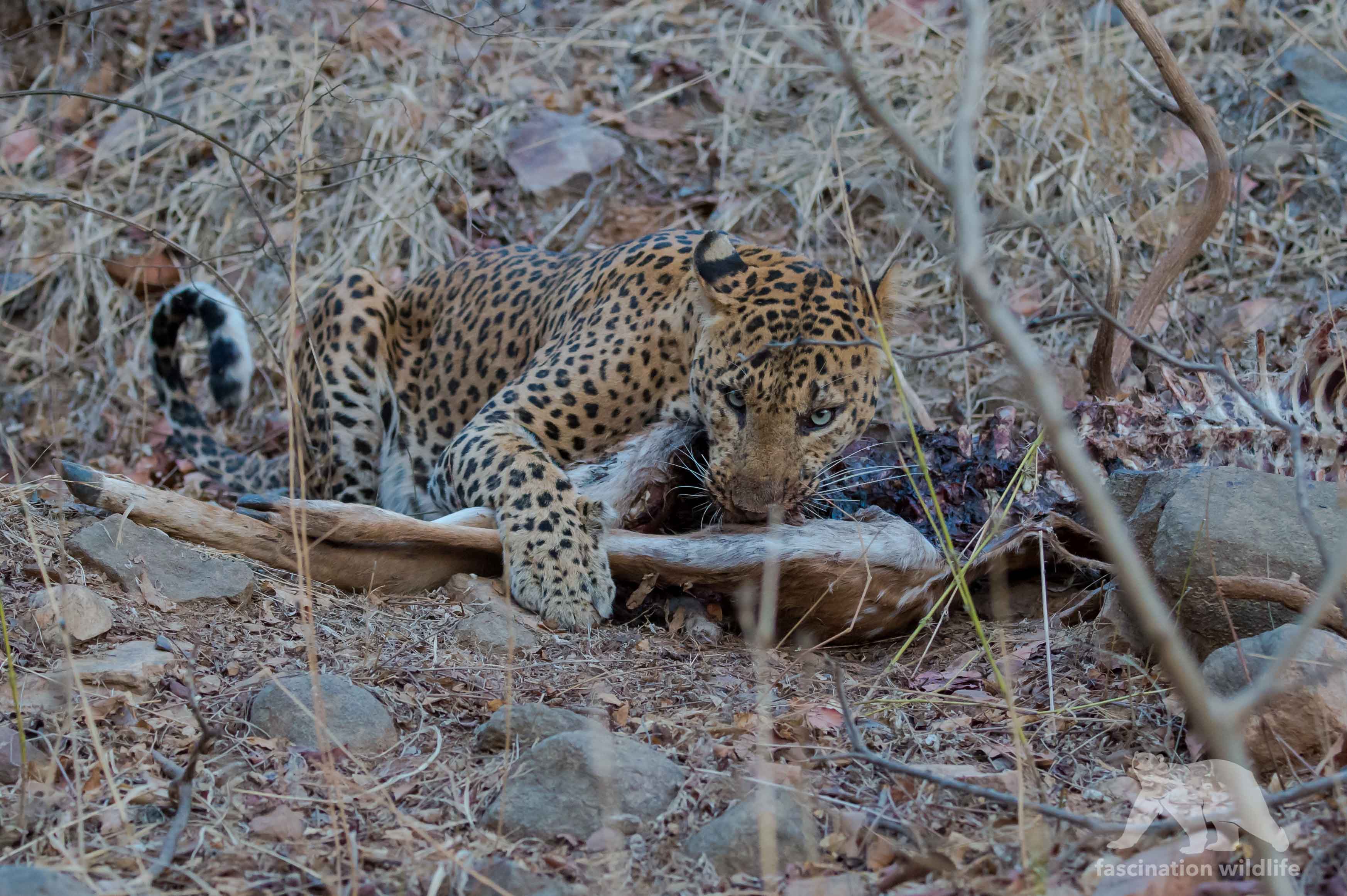 Wallpaper, wild, summer, India, male, nature, animal, forest, cat, mammal, big, feline, Asia, kill, wildlife, Indian, natur, national, leopard, elusive, predator, carcass, ranthambhore, raubkatze, djungle, Raubtier 3491x2324 - Wallpaper