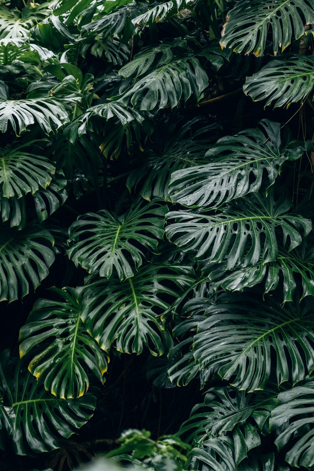 Philodendron Wallpapers - Wallpaper Cave