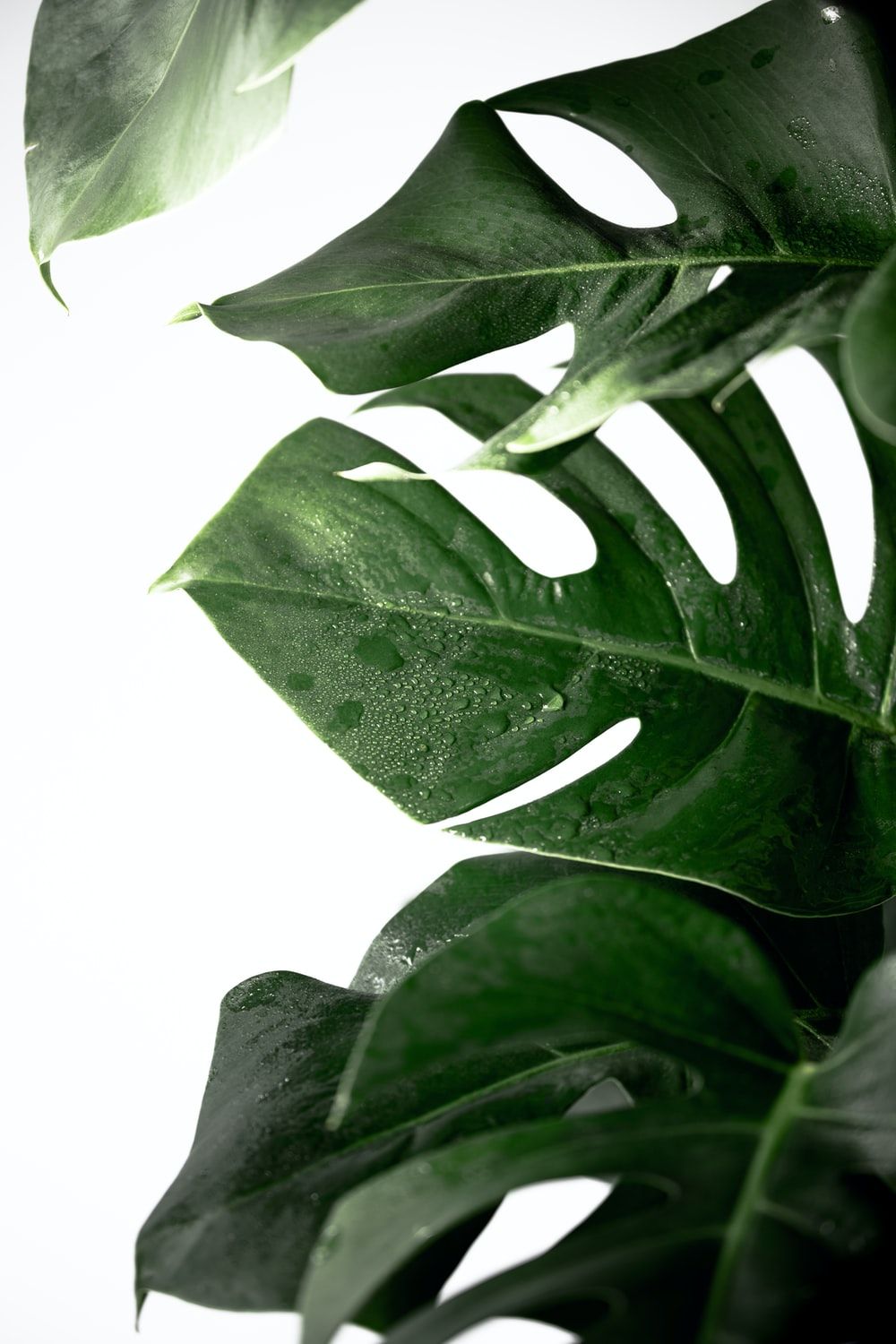 Monstera Leaf Picture [HD]. Download Free Image