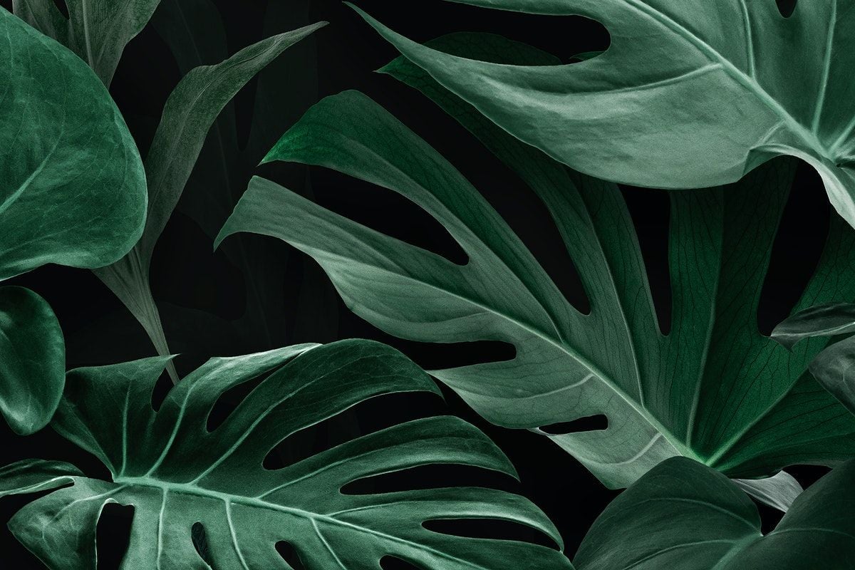 Download Monstera Leaves Green And White Aesthetic Wallpaper  Wallpapers com