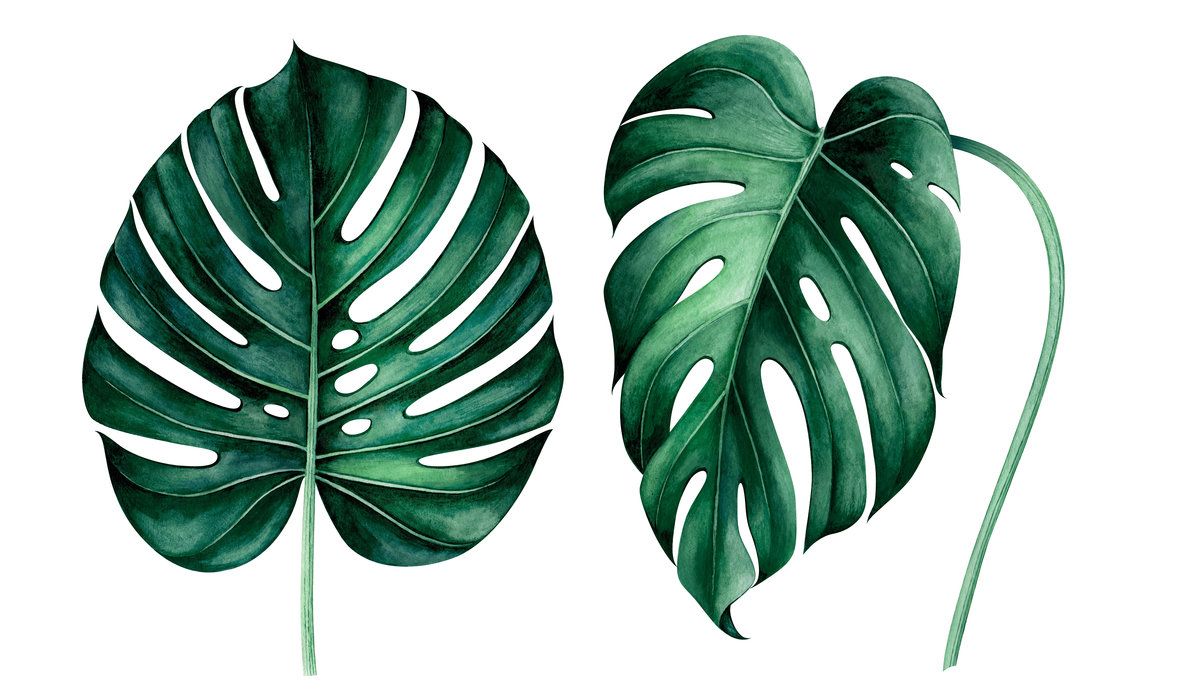 Tropical Monstera Leaves