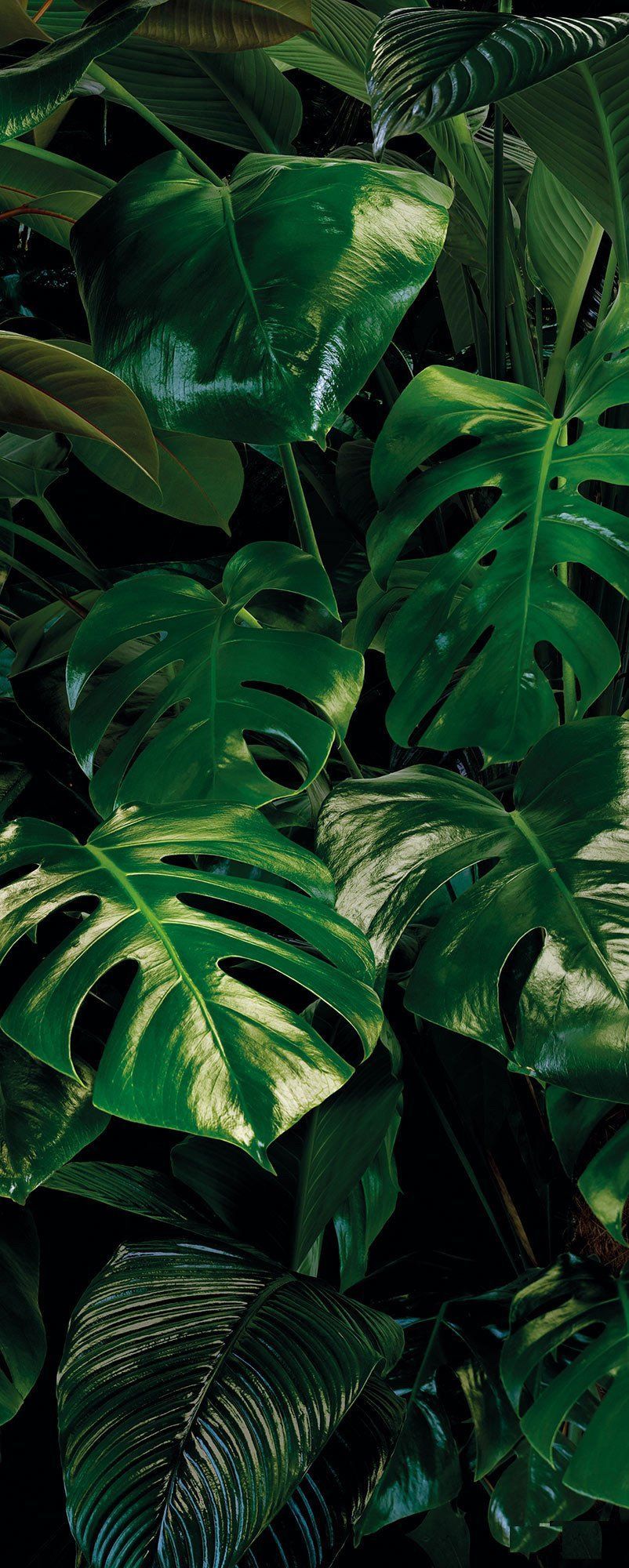 Monstera Leaves Wallpapers - Wallpaper Cave