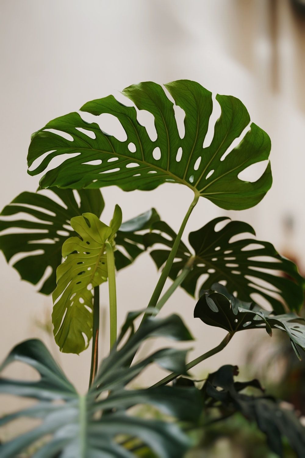 Monstera Leaf Picture [HD]. Download Free Image