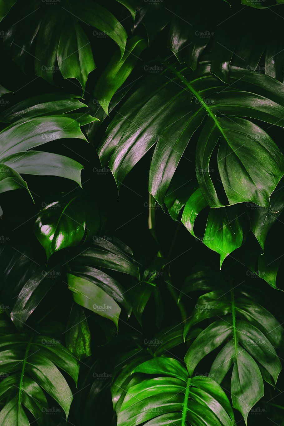 Monstera Leaves Wallpapers - Wallpaper Cave