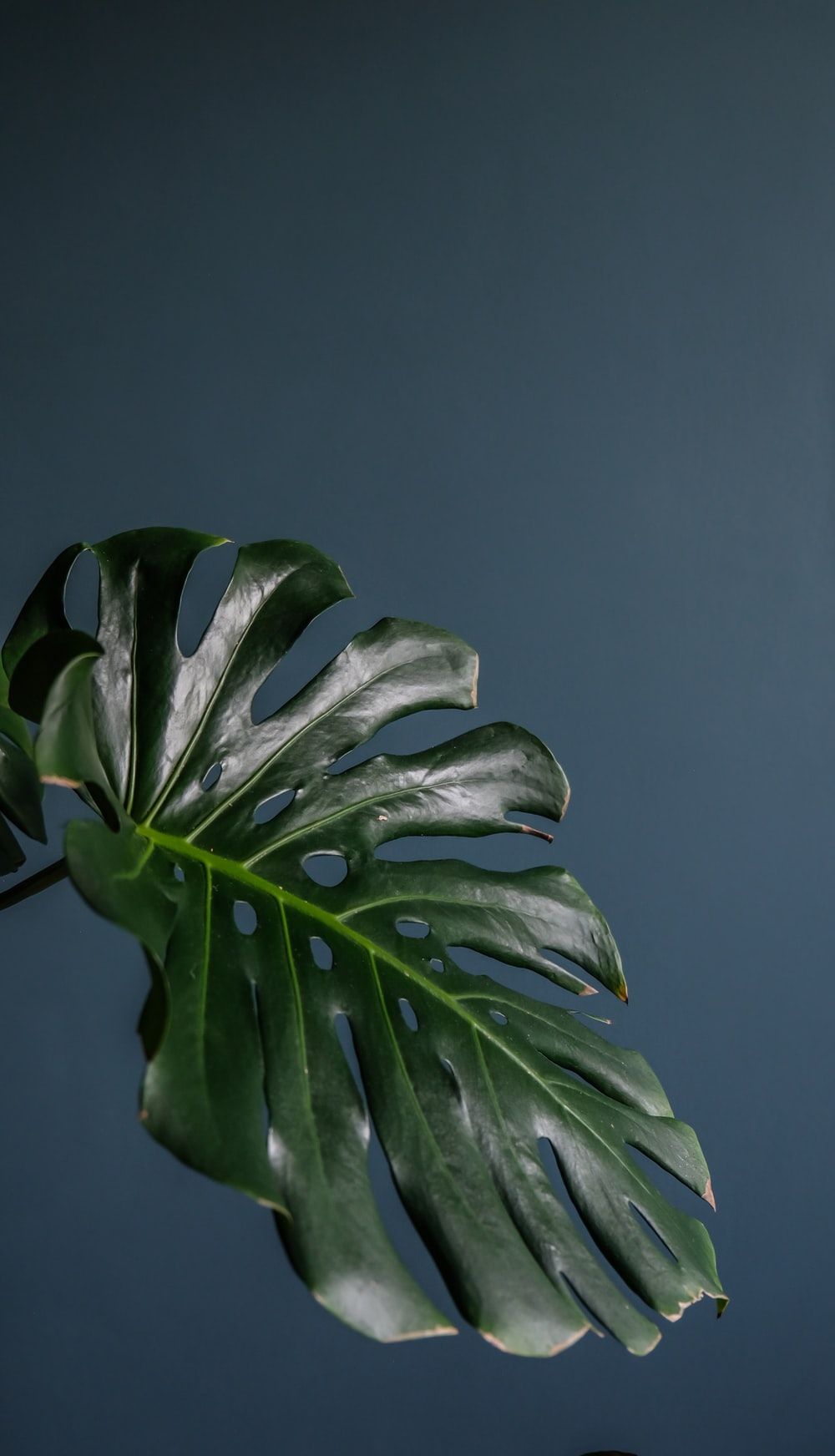 Monstera Picture. Download Free Image