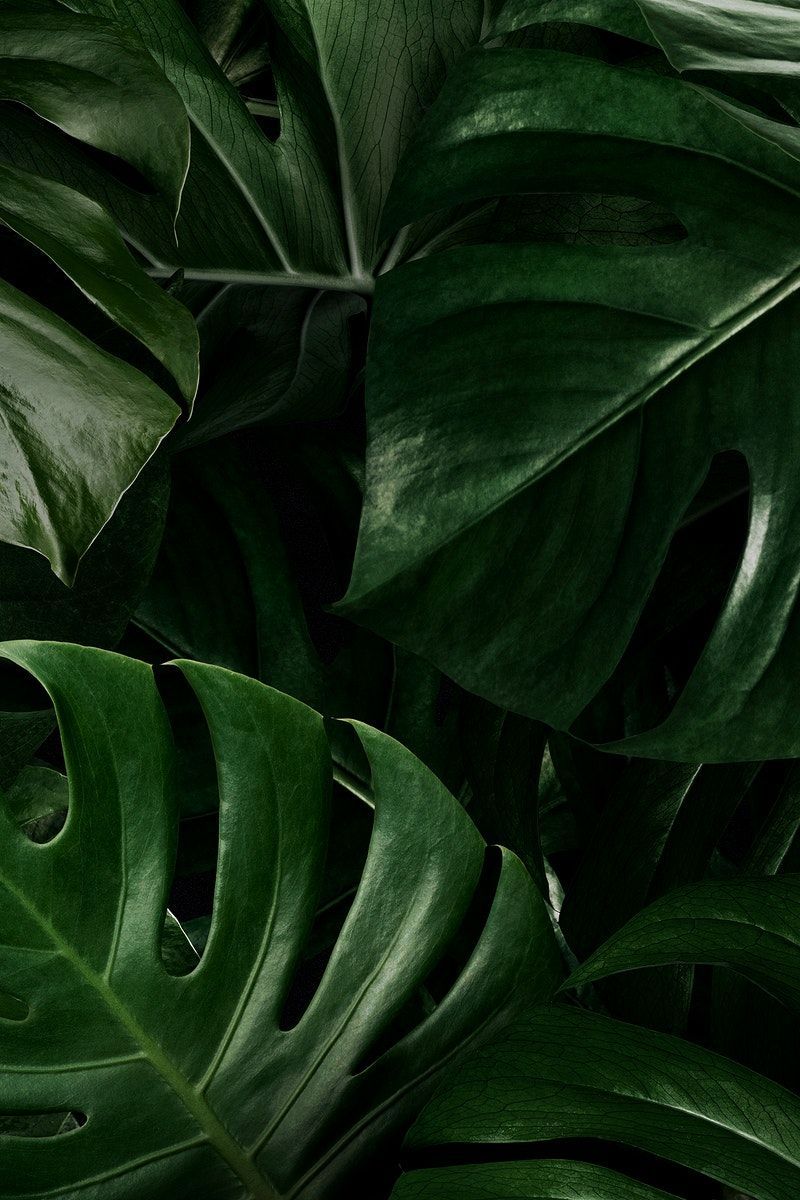 Download premium illustration of Monstera leaves nature background. iPhone wallpaper tropical, Flower desktop wallpaper, Green leaf wallpaper