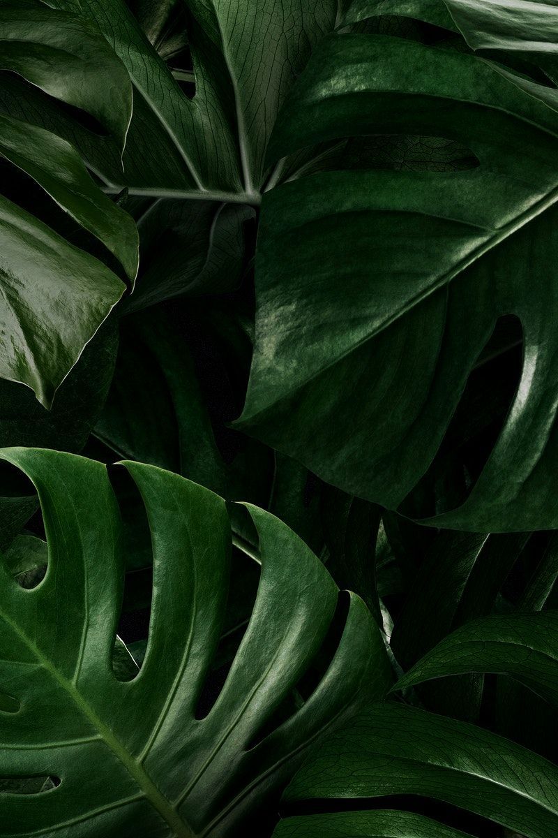 Monstera Leaf Wallpapers   Wallpaper Cave