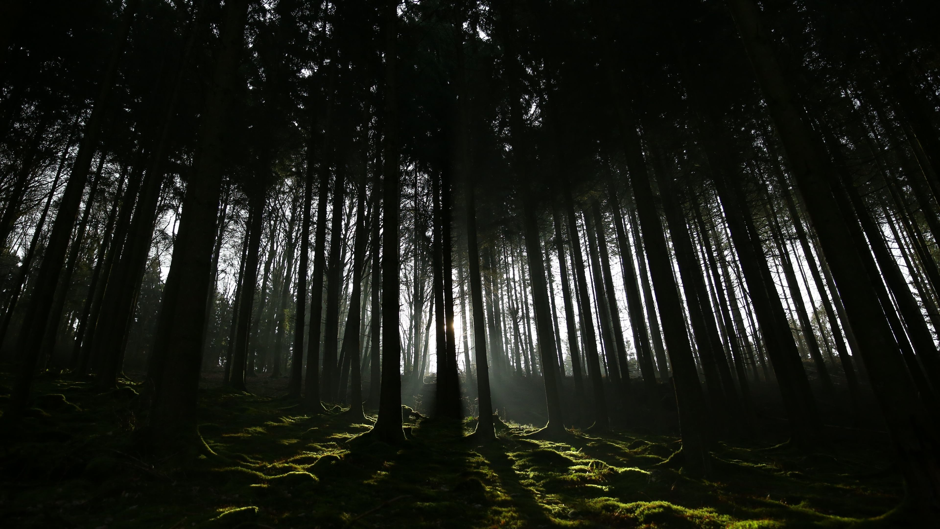 4K Dark Wallpaper. Dark forest wallpaper, Forest wallpaper, Dark wallpaper