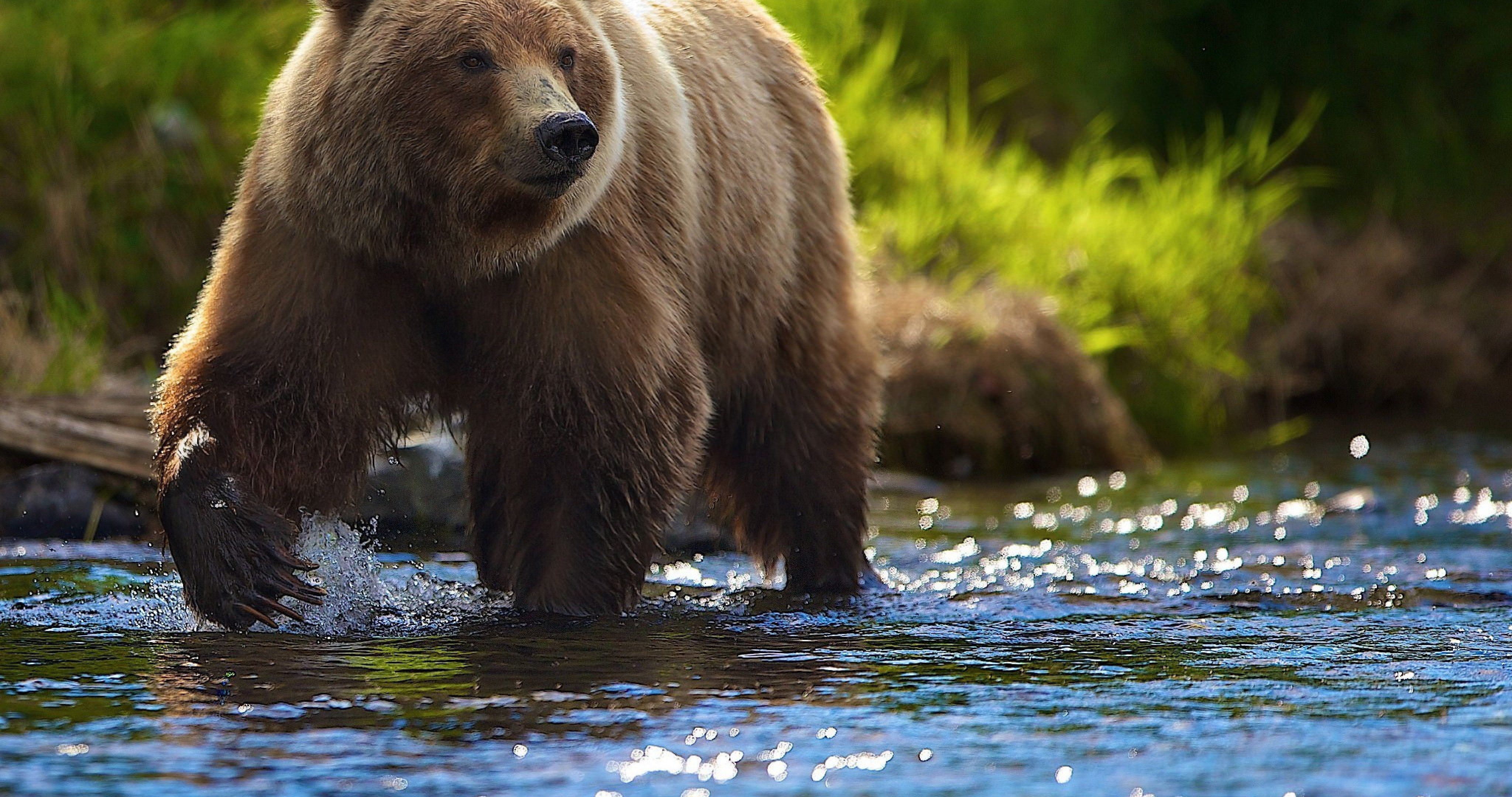 summer bear in river 4k ultra HD wallpaper. Brown bear, Bear wallpaper, Grizzly bear