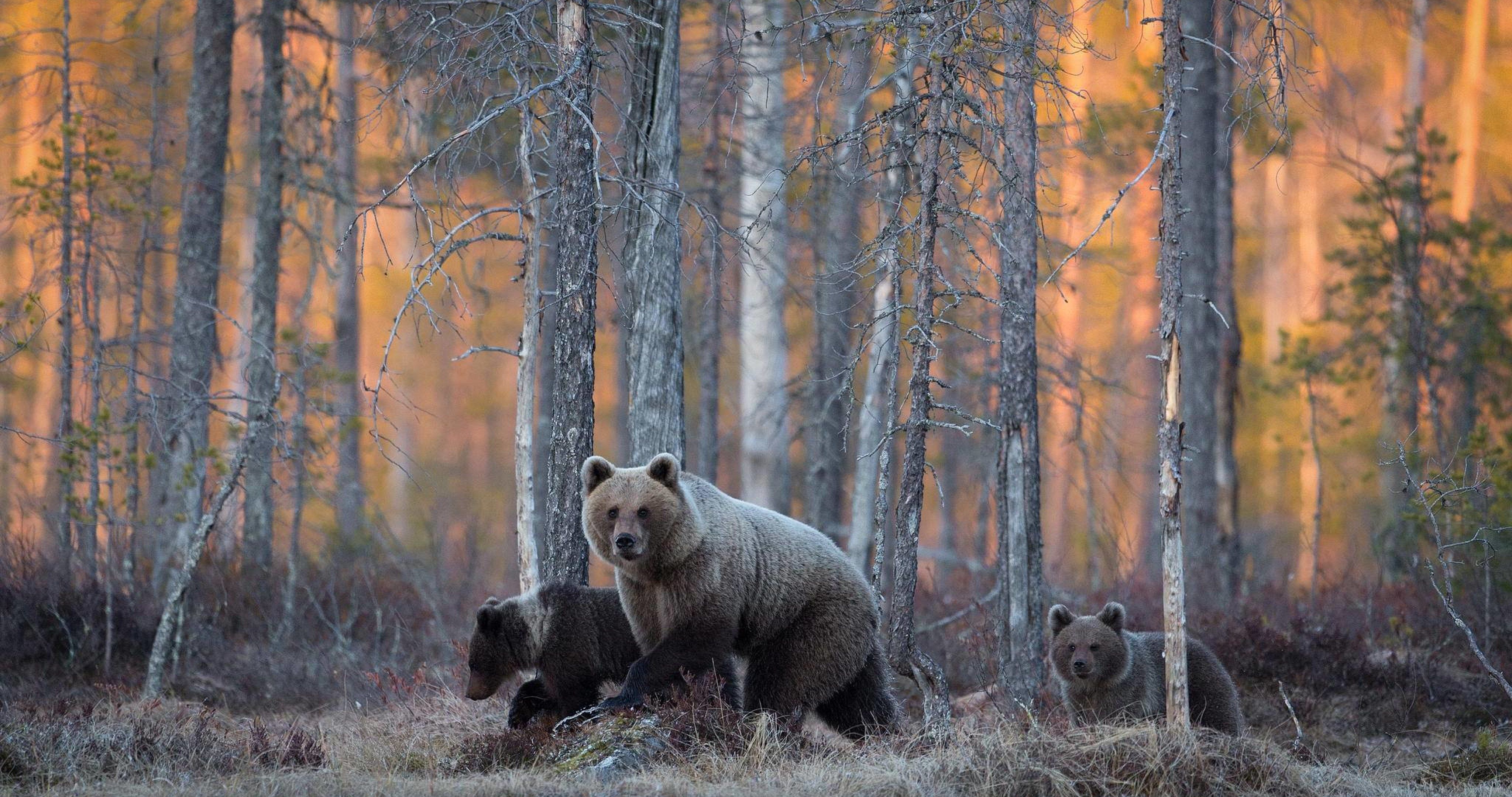 bears in forest 4k ultra HD wallpaper High quality walls