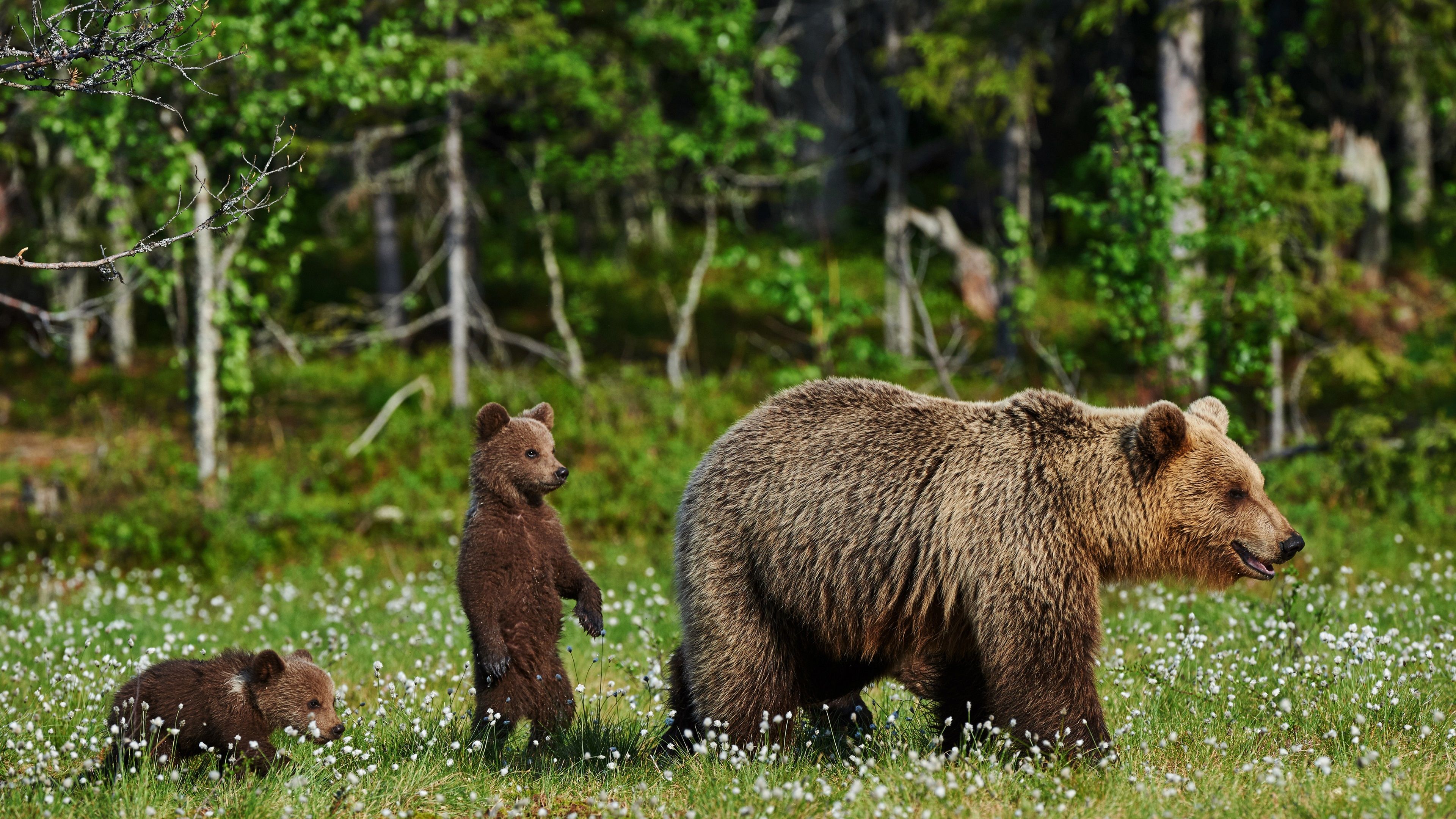 Wallpaper Bears, family, flowers 3840x2160 UHD 4K Picture, Image
