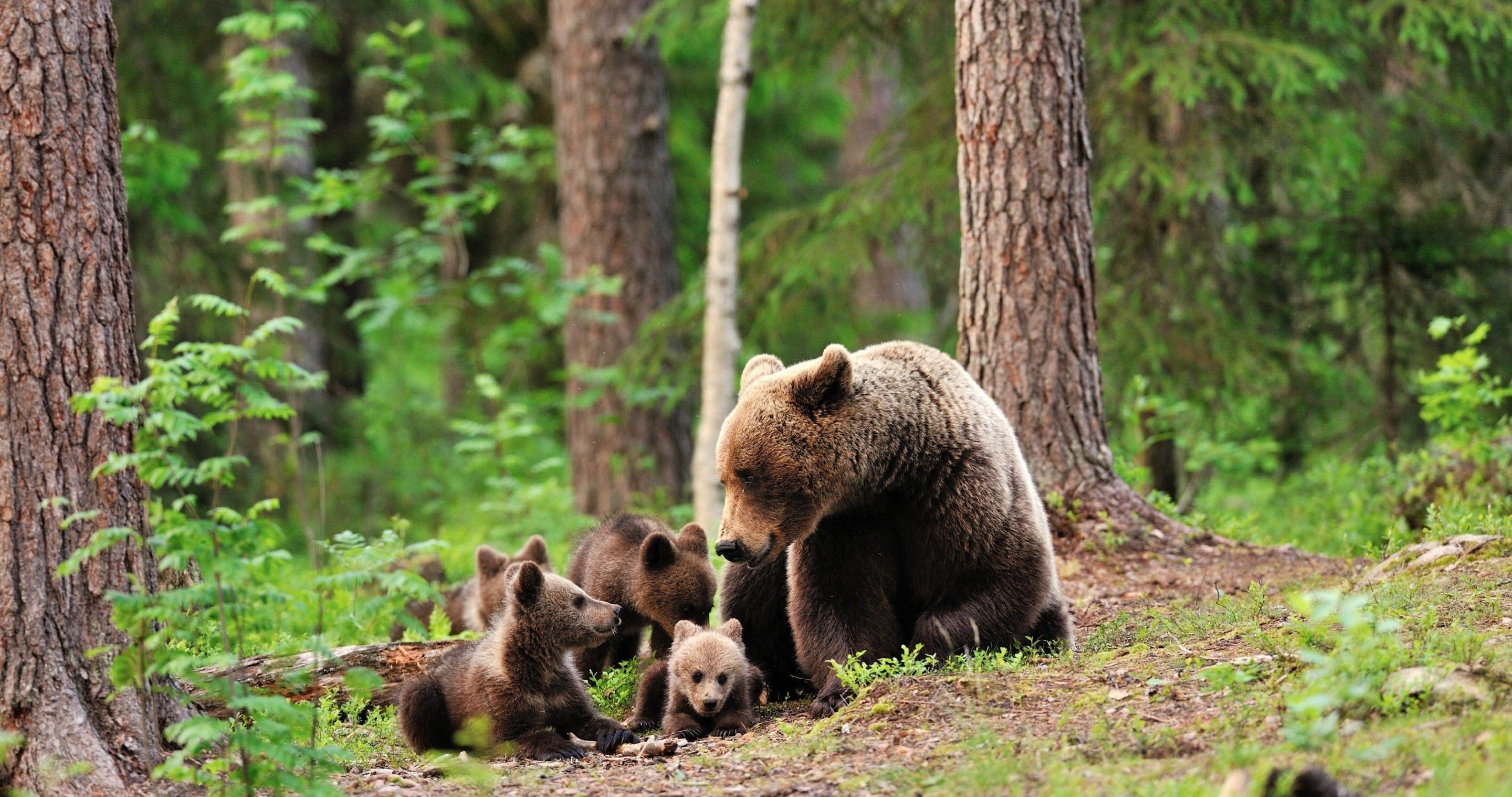 bears family in forest HD wallpaper 4k ultra HD wallpaper. Brown bear, Bear cubs, Animals