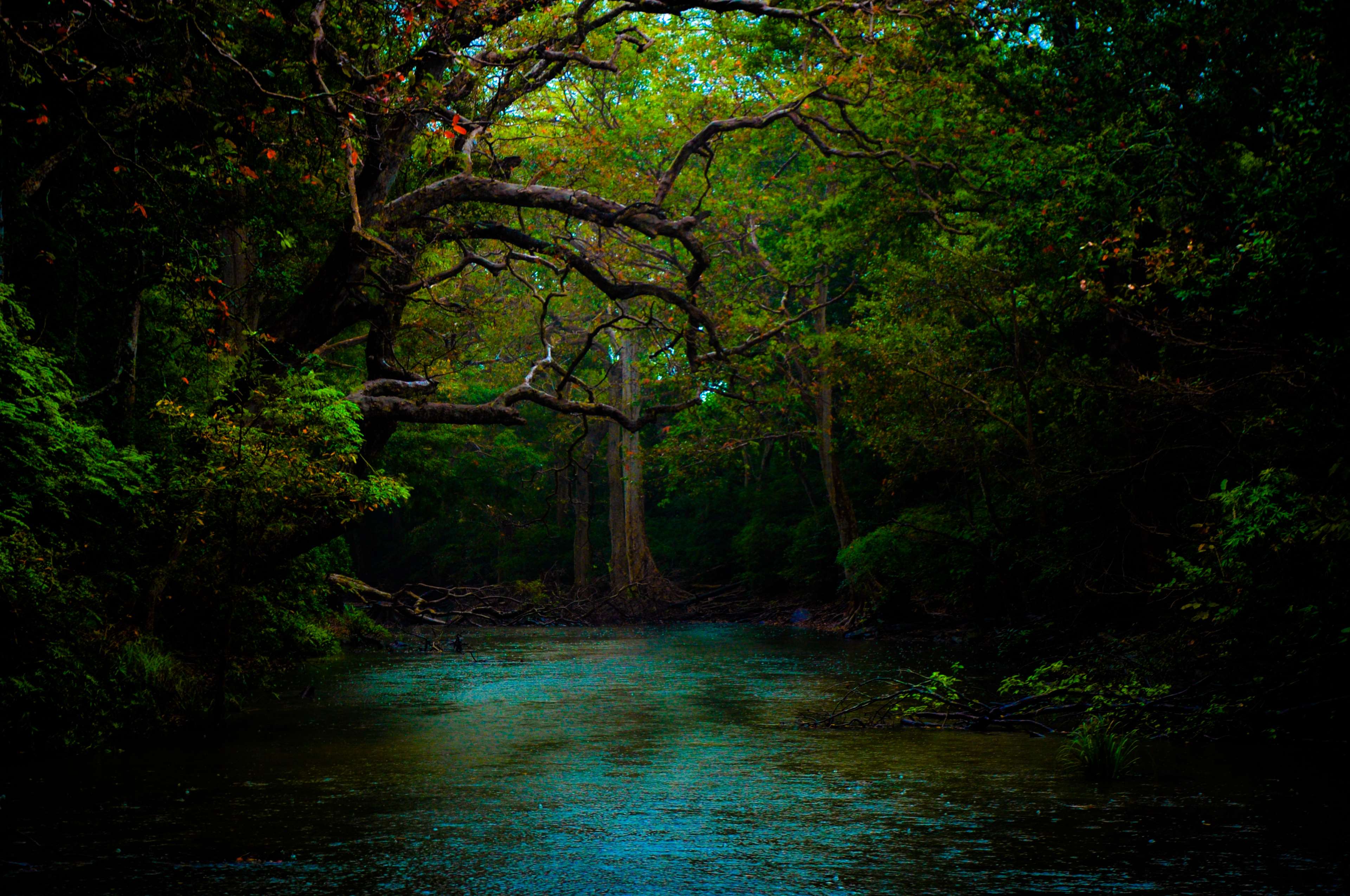 beautiful, dark, forest, nature, nature wallpaper, river, water 4k wallpaper