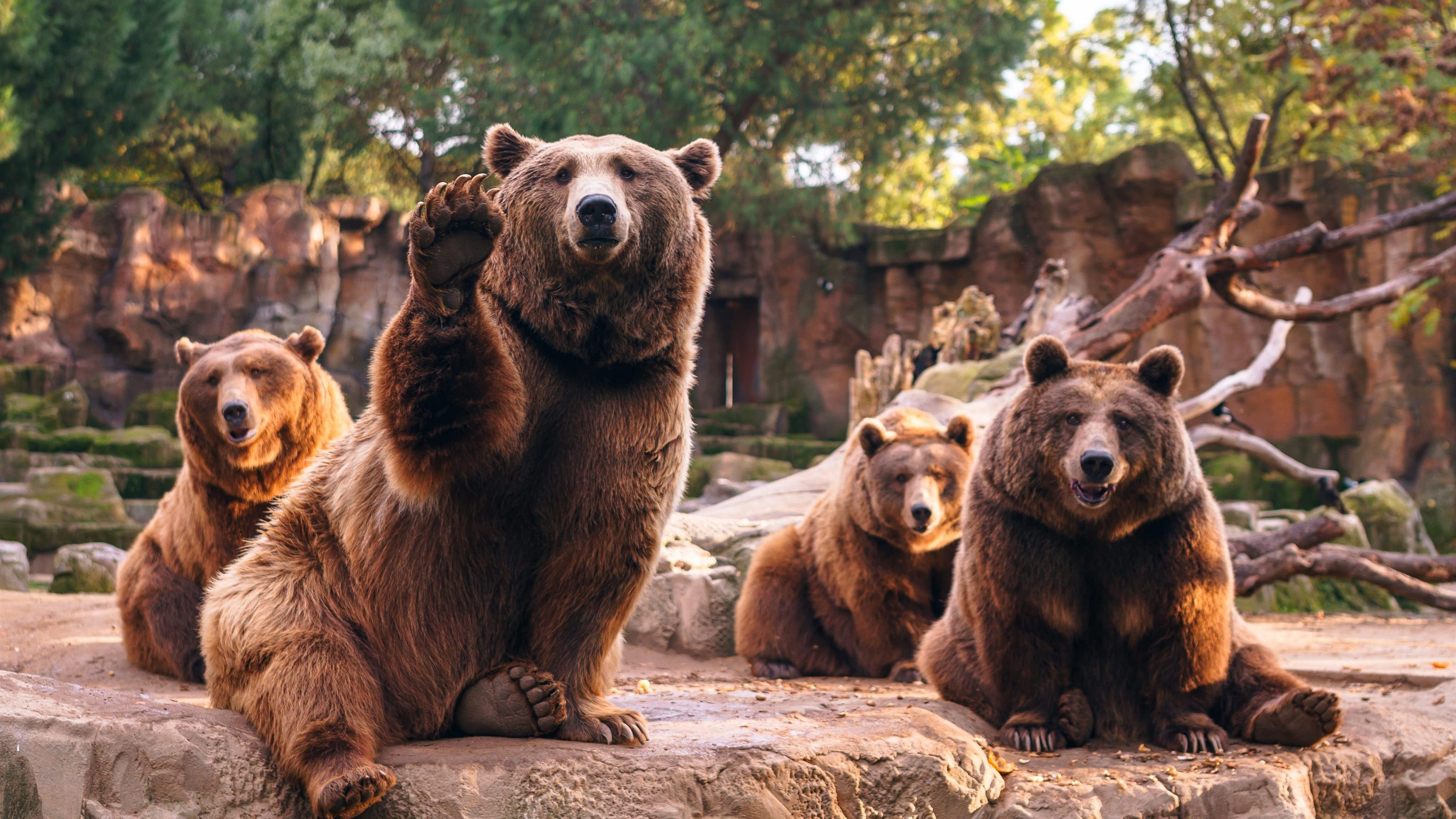 Wallpaper Four brown bears, stones 3840x2160 UHD 4K Picture, Image