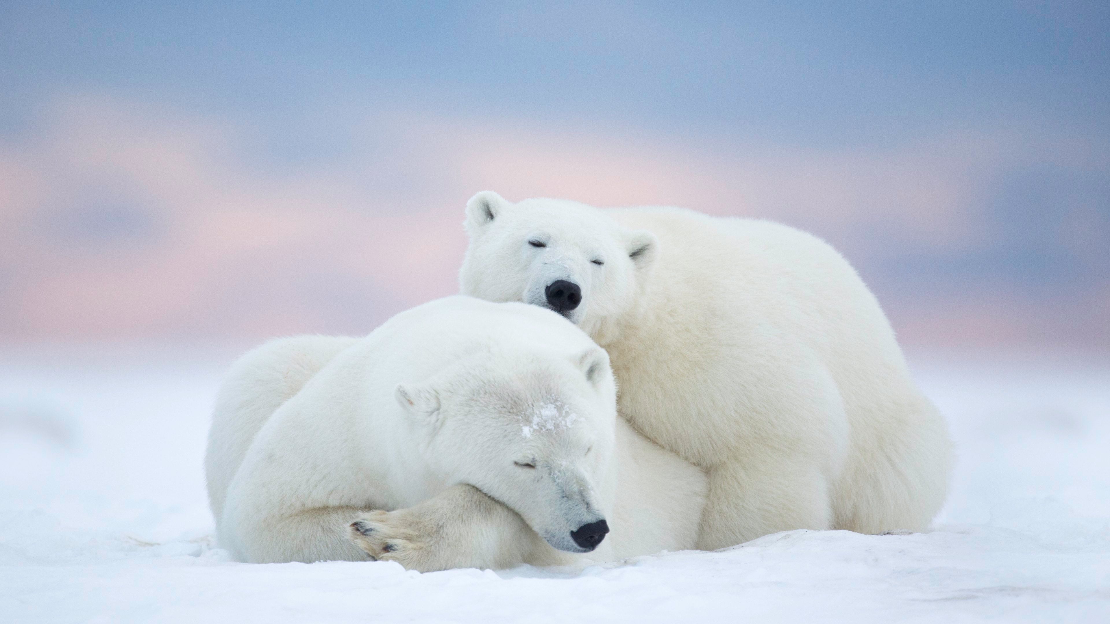 Free download Animals Wild Polar Bears HD Wallpaper 4K Wallpaper [3840x2160] for your Desktop, Mobile & Tablet. Explore Polar Bear Wallpaper HD. Polar Bear Wallpaper Free Download, Bear