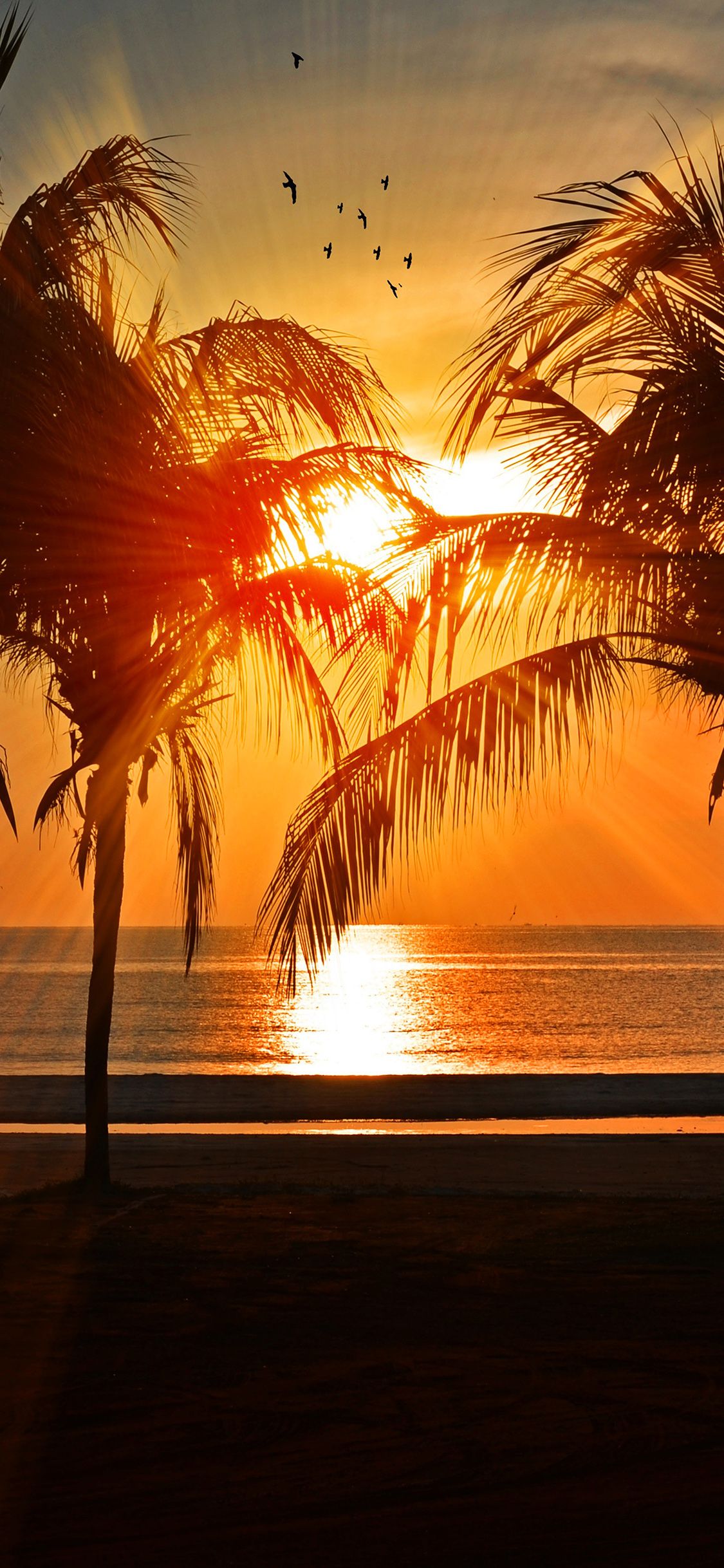 iPhone X wallpaper. beach vacation summer night sunset red palm tree