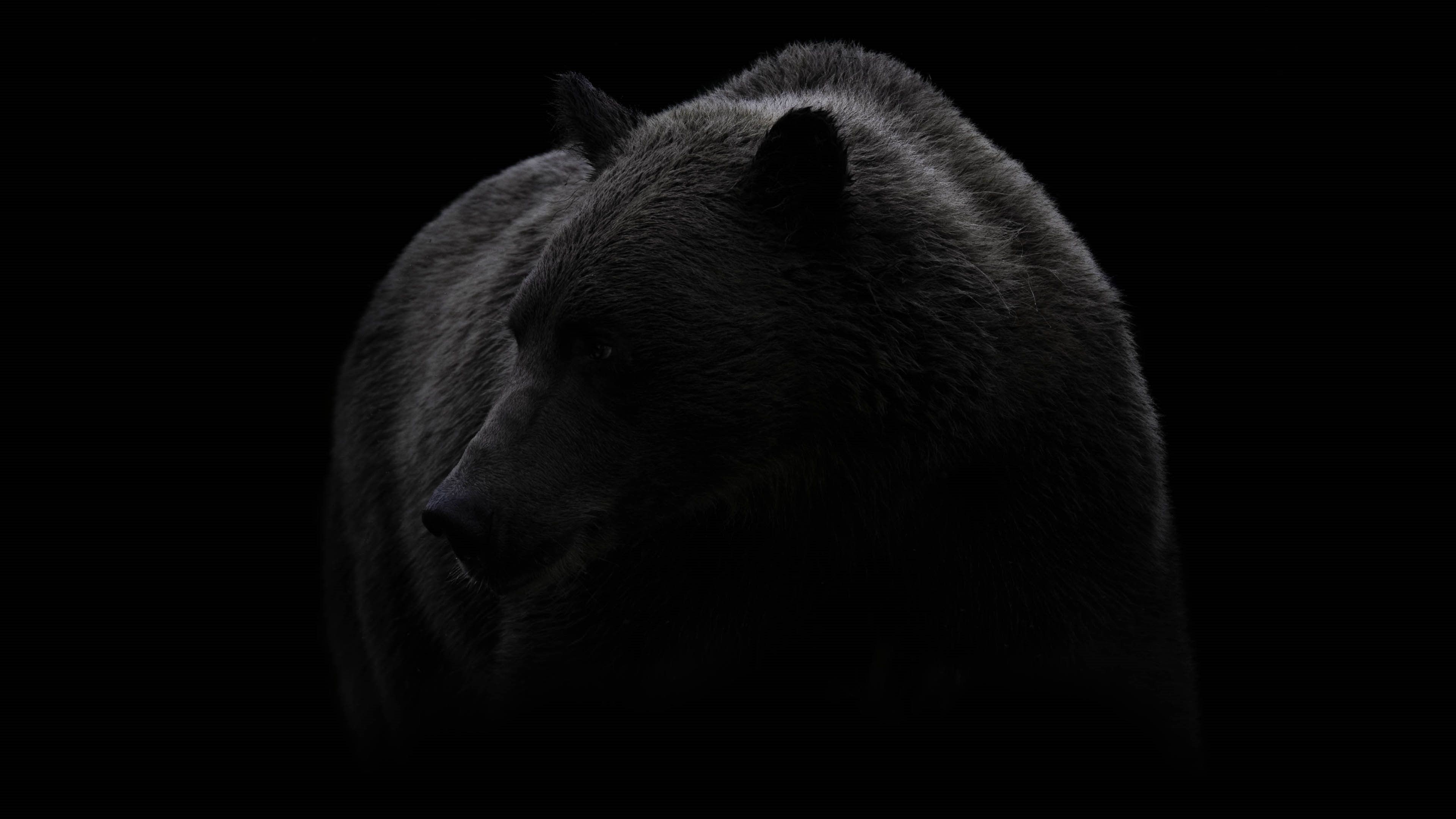 bear #black black and white brown bear #wildlife #photography #monochrome #darkness #fur terrestrial animal K #wallpaper #hdwallpaper #de. Looks black, D&d rpg