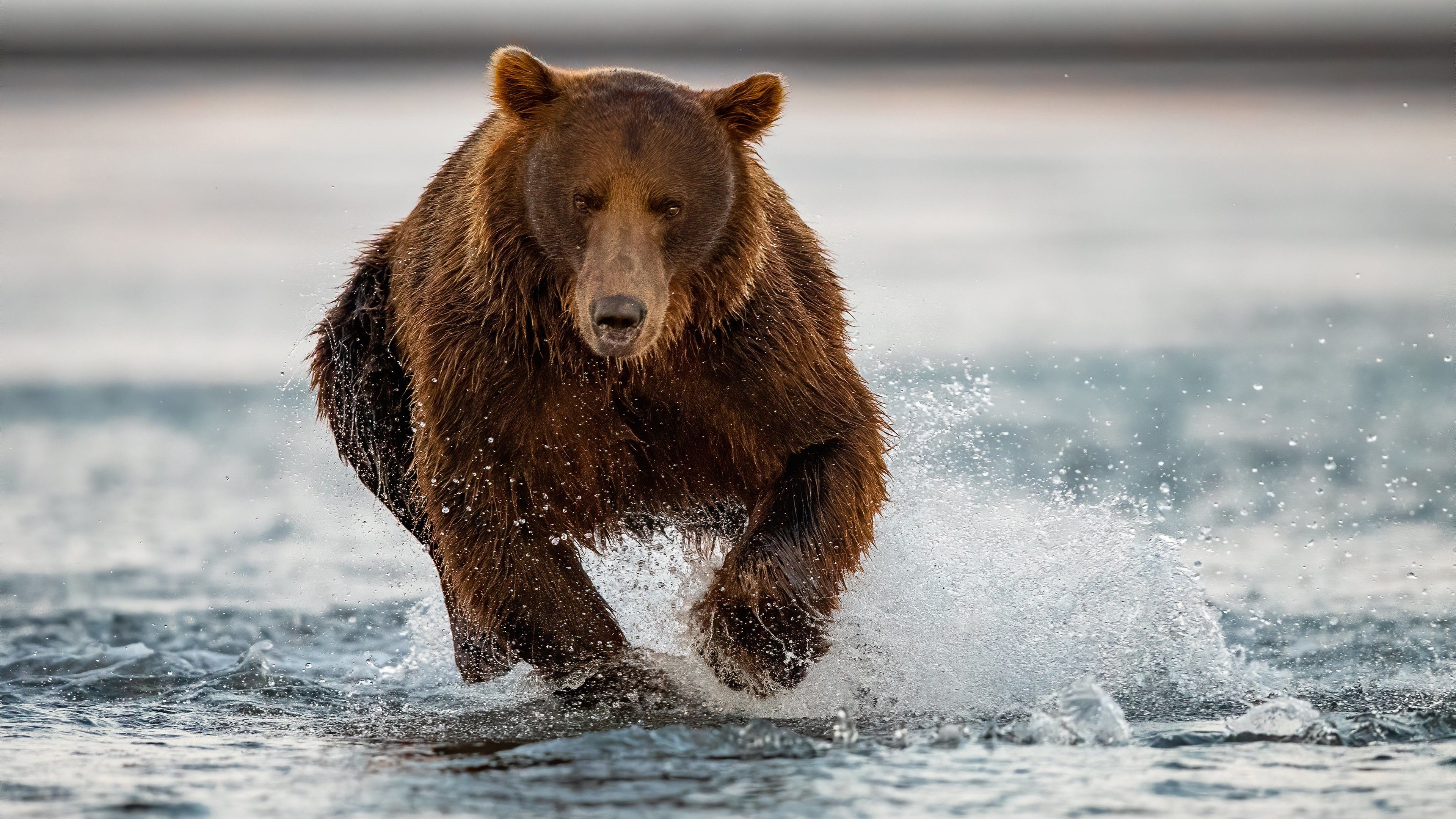 Bear Is Running On Water 4K HD Animals Wallpaper
