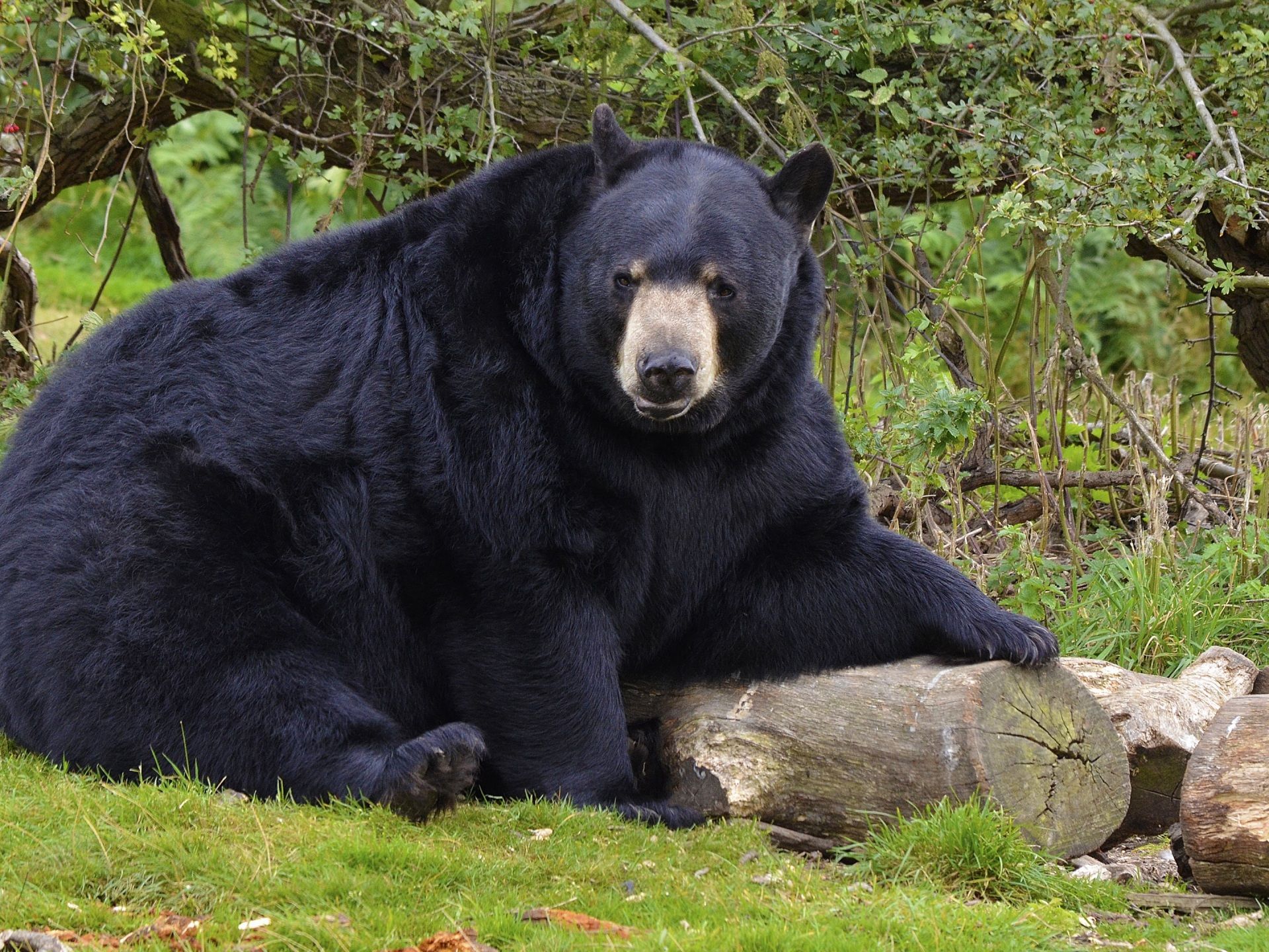 Bears 4k Wallpapers - Wallpaper Cave