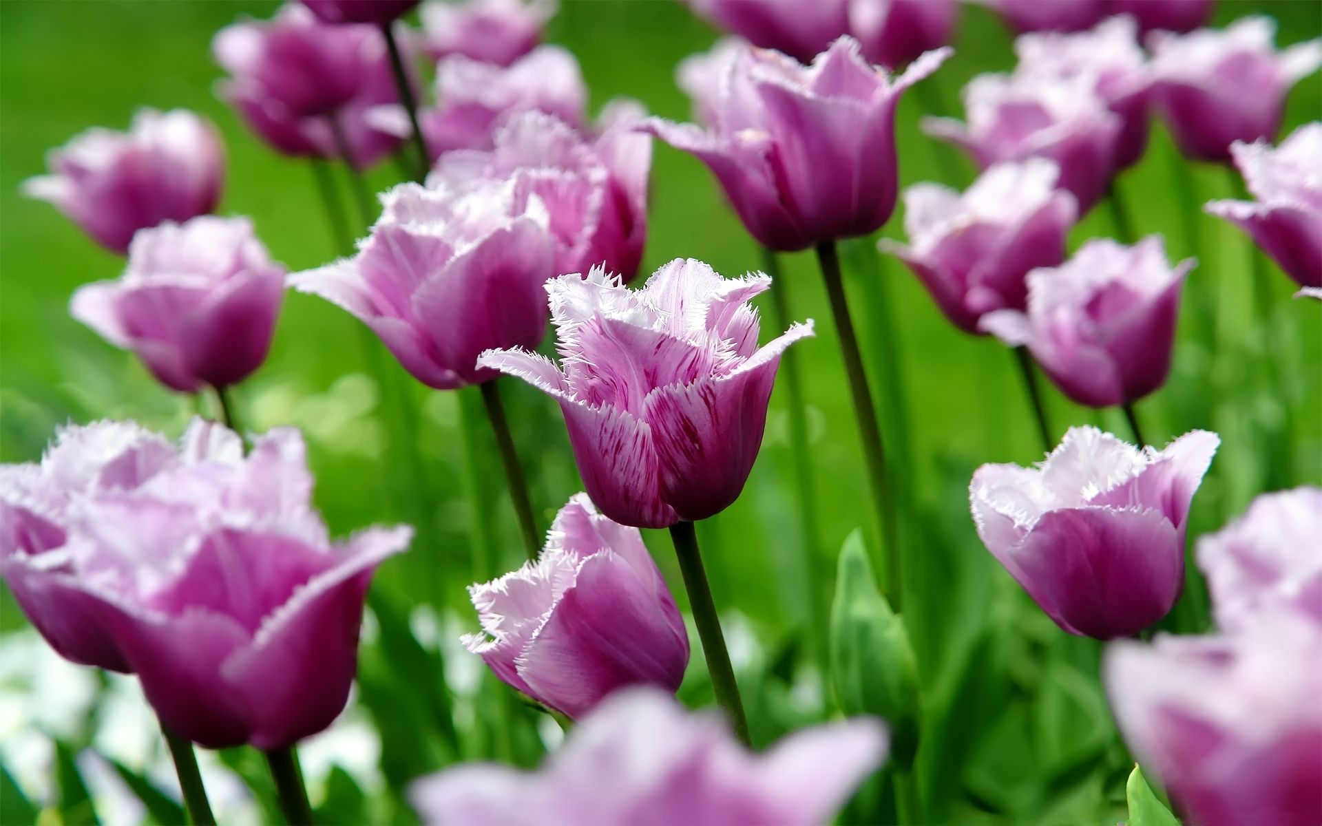 Free download free download flower spring shower tulips HD wallpaper Car Picture [1920x1200] for your Desktop, Mobile & Tablet. Explore Free Wallpaper Tulips. Picture of Tulips for Wallpaper, Free