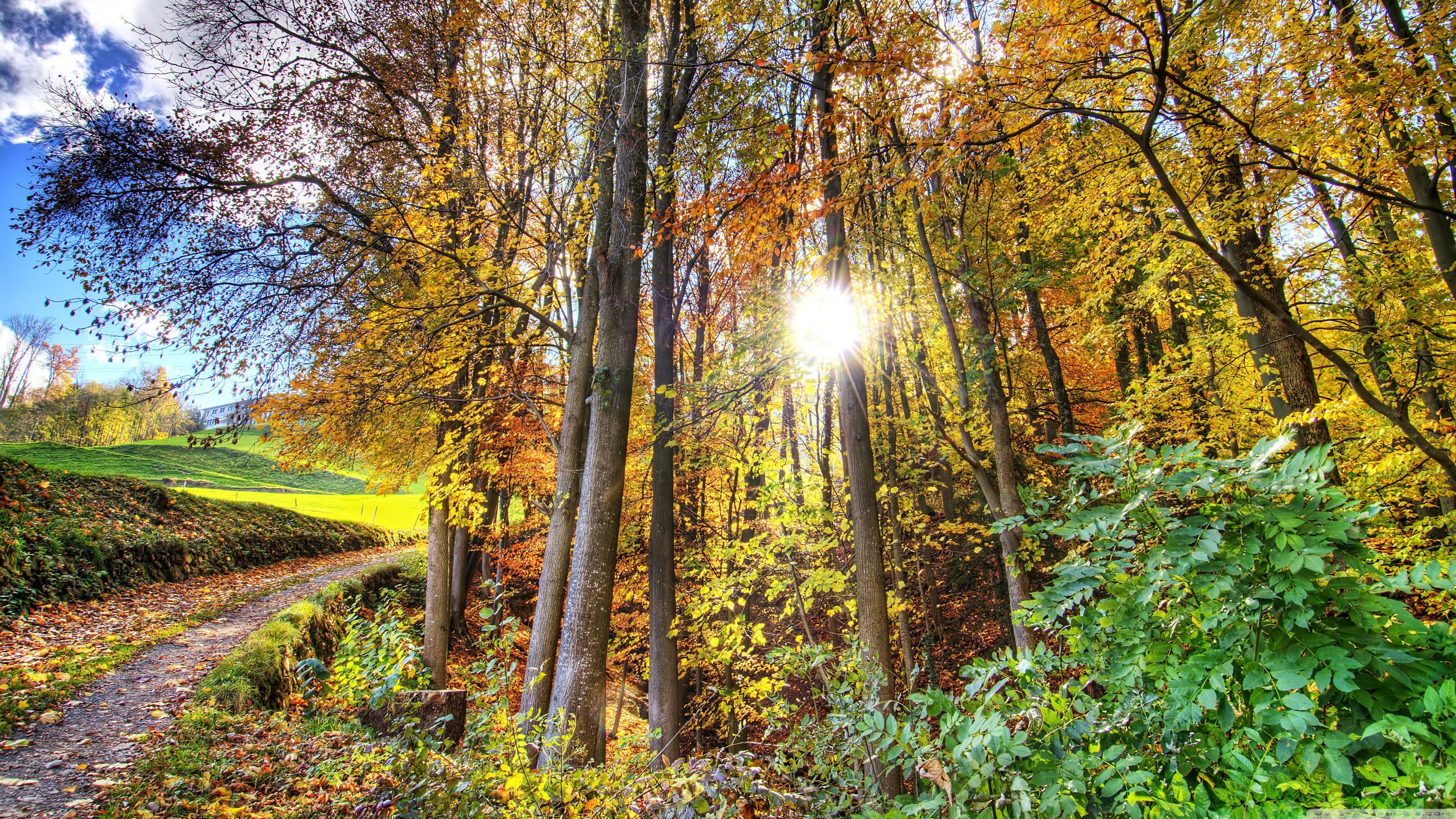 Free download Sunlighted Forest HDR 4K HD Desktop Wallpaper for 4K Ultra HD [3840x2160] for your Desktop, Mobile & Tablet. Explore Environment UHD Wallpaper. Environment UHD Wallpaper, UHD Wallpaper, UHD Wallpaper