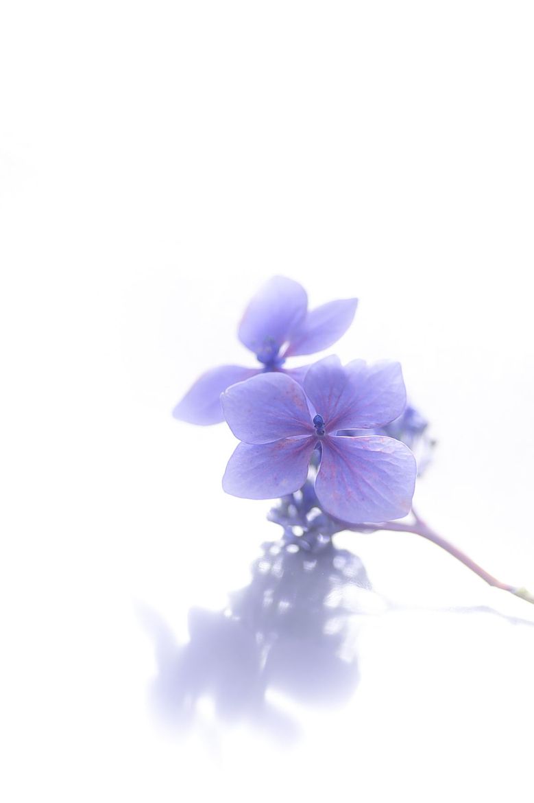 White and Violet. Flower background, Violet flower, Flower aesthetic