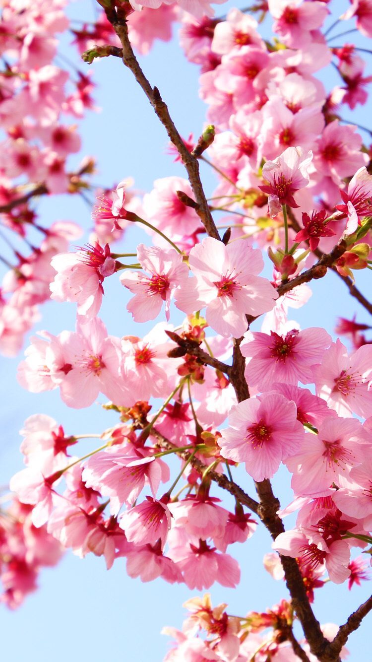 Sakura blossom iPhone6 wallpaper. Cherry blossom wallpaper, Spring wallpaper, Nature wallpaper
