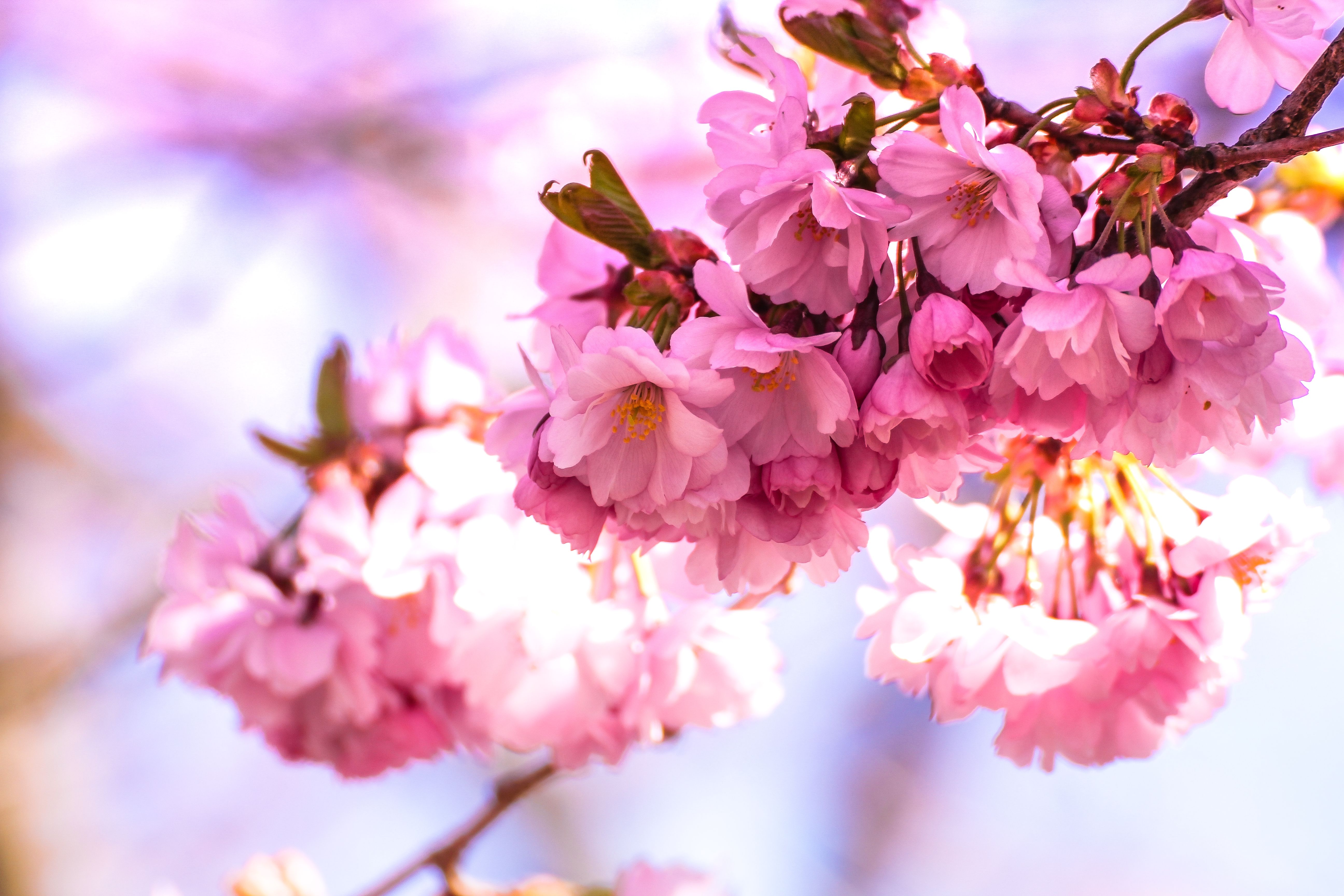 Free Image, nature, branch, blur, plant, flower, petal, bloom, floral, food, produce, colourful, colorful, pink, flora, cherry blossom, flowers, close up, macro photography, HD wallpaper, spring summer 5184x3456