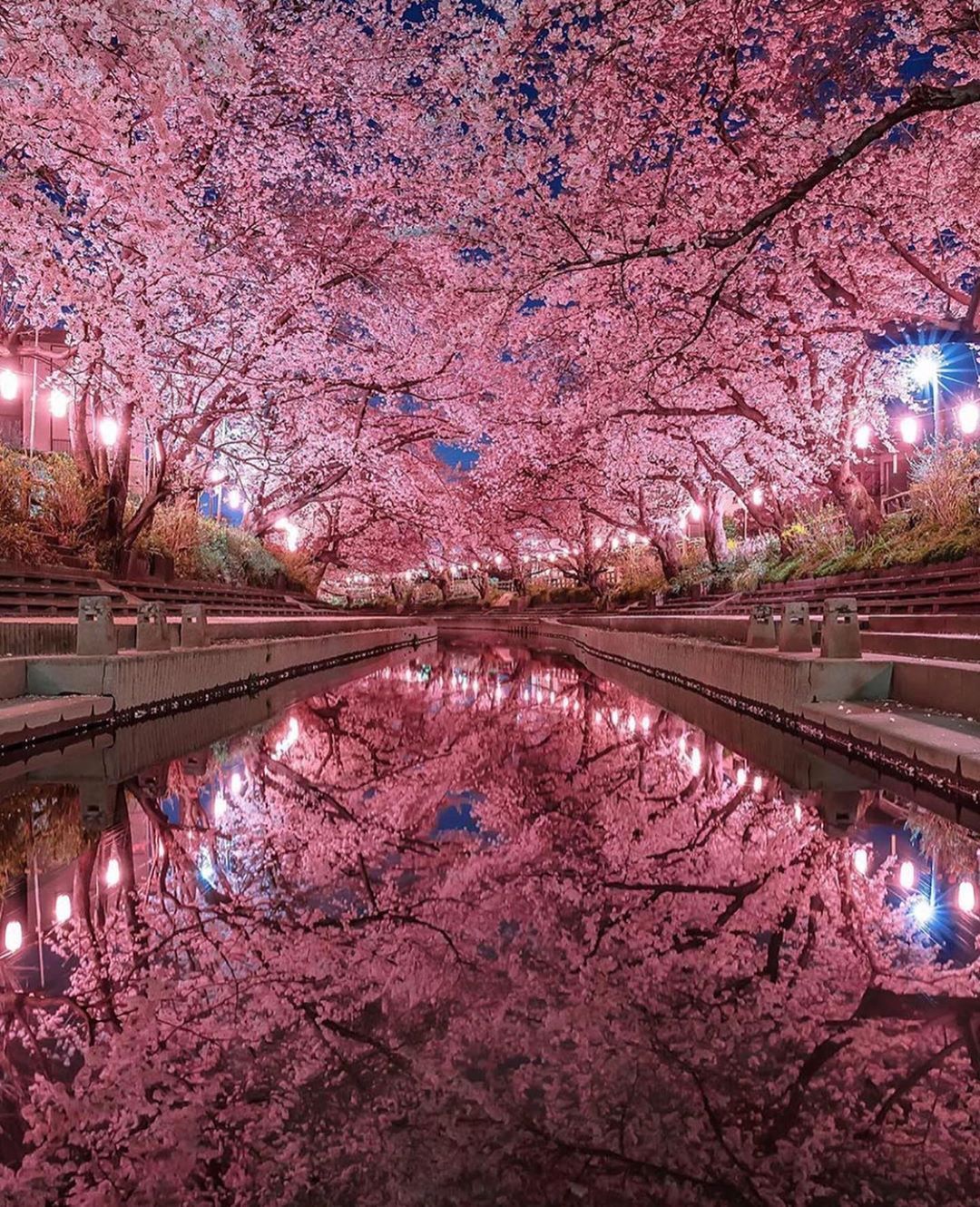 Travel / Hotels / Nature on Instagram: “Cherry blossoms in Japan