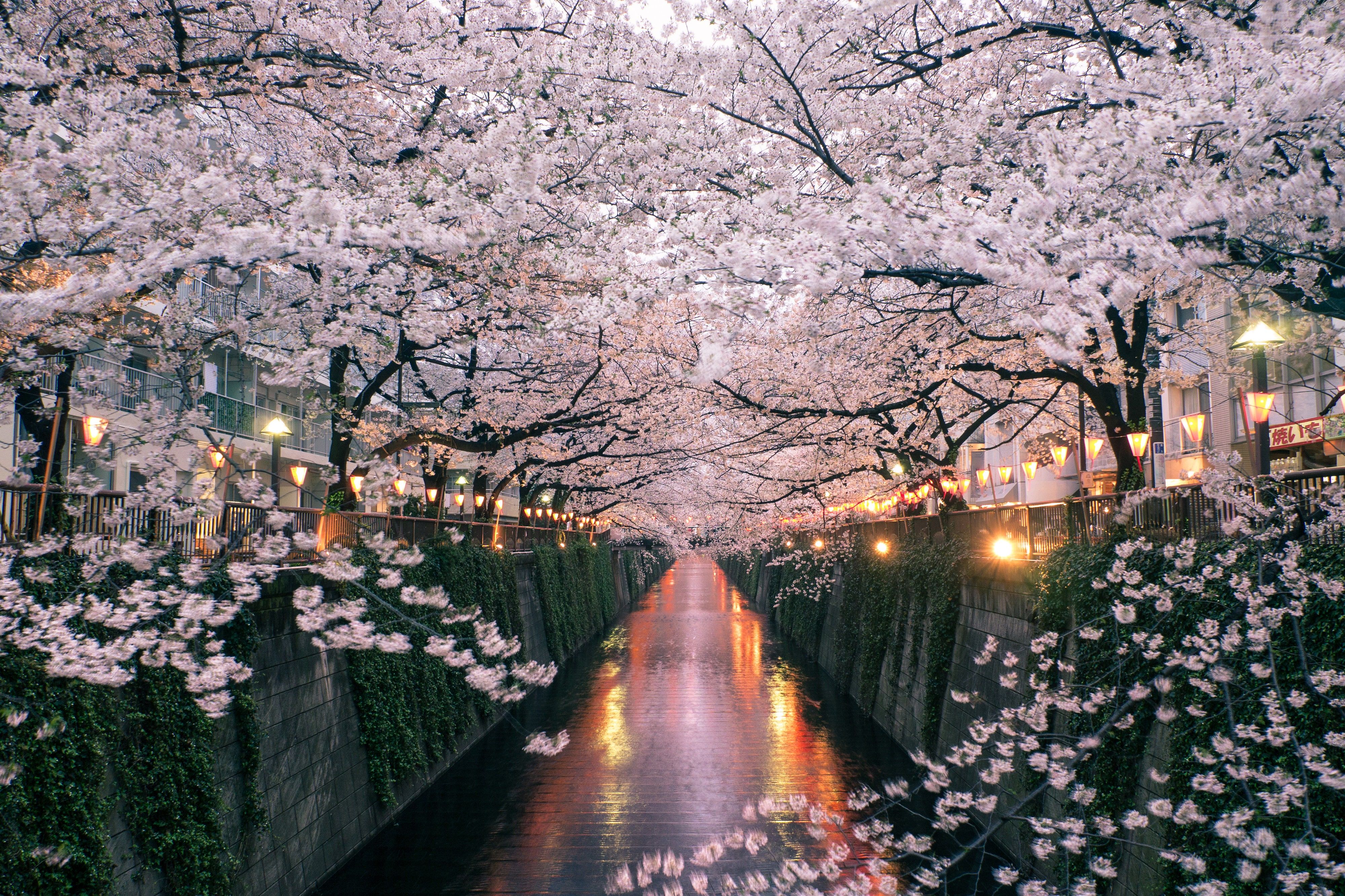How to See Japan's Cherry Blossoms. Condé Nast Traveler