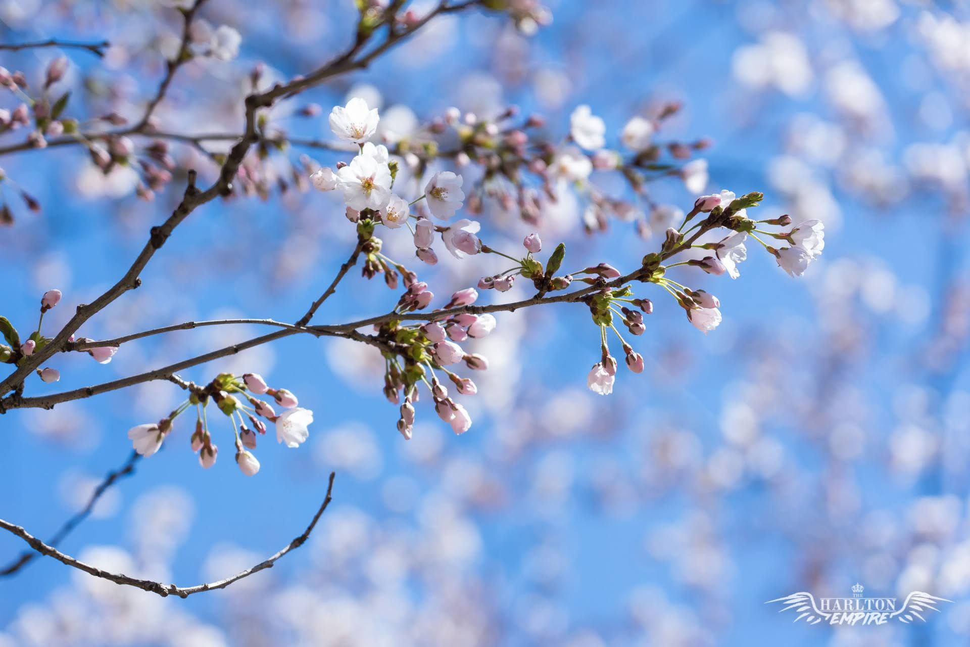 Free Cherry Blossom Zoom Background