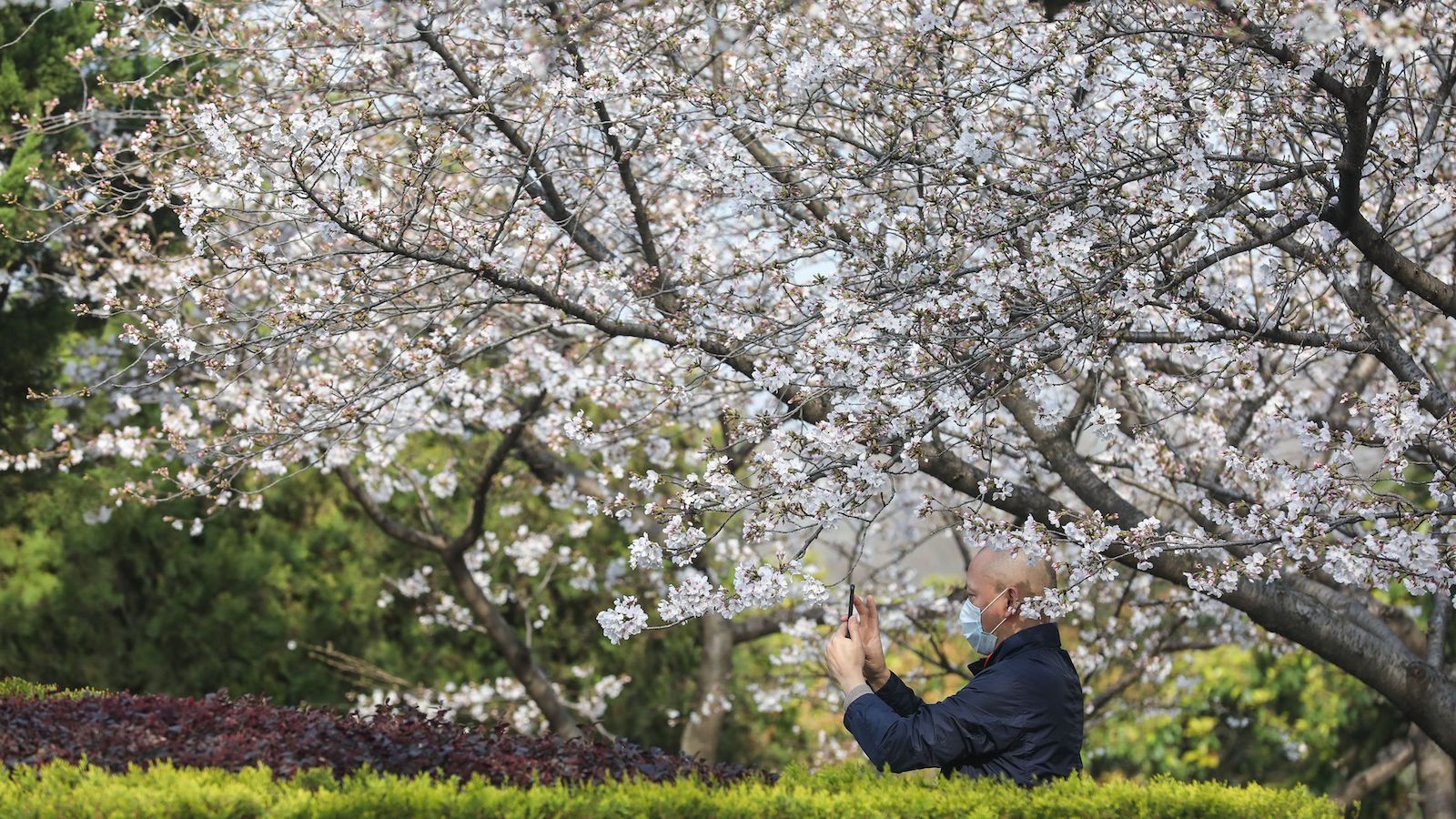 Cherry blossoms bloom in Wuhan, creating stunning scenes of beauty and renewal